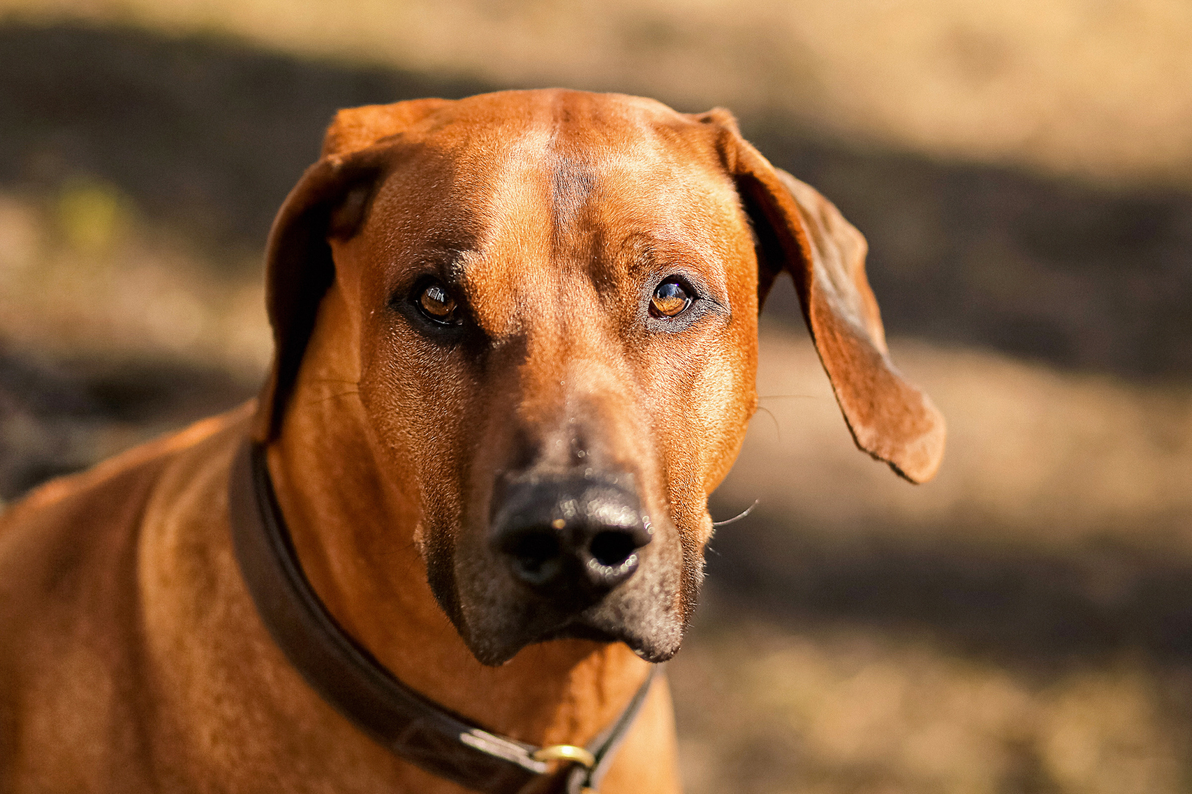 Фотосессия собаки СПб. Фотограф женский и мужской портрет Санкт-Петербург