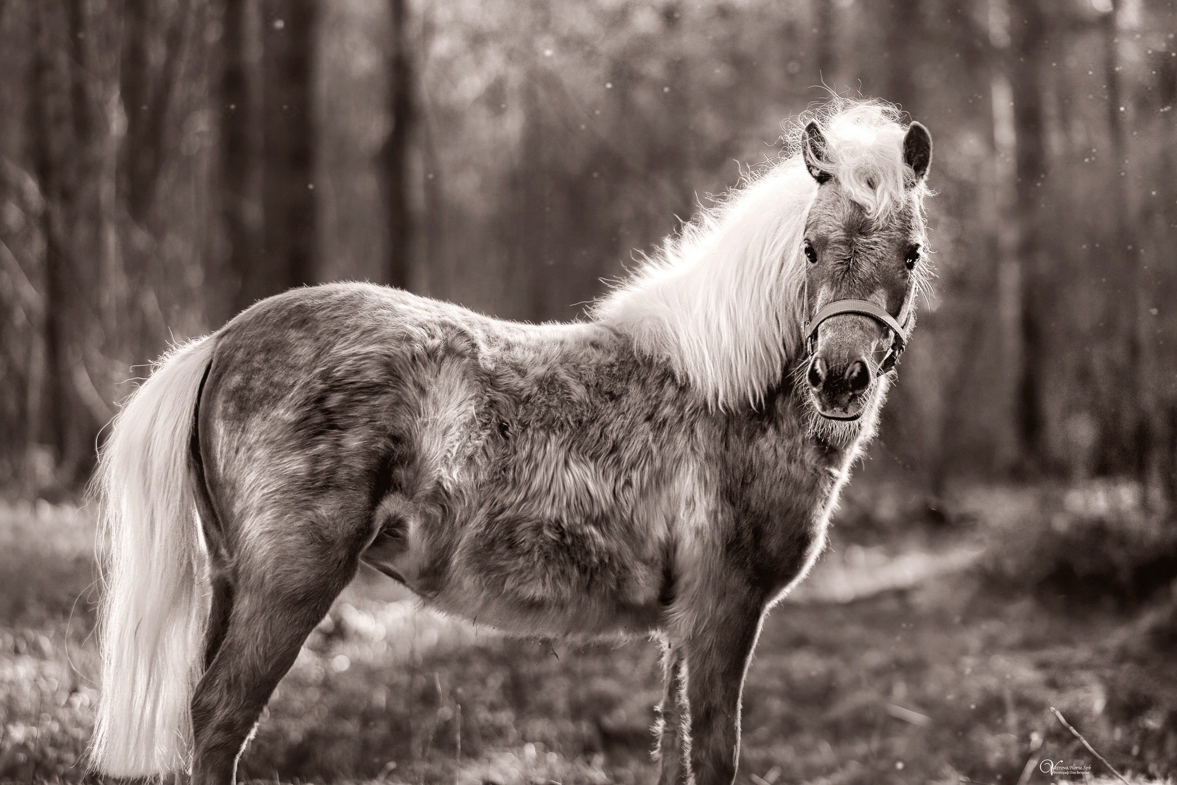 Съемка со своей лошадью в СПб. Фотограф женский и мужской портрет Санкт-Петербург