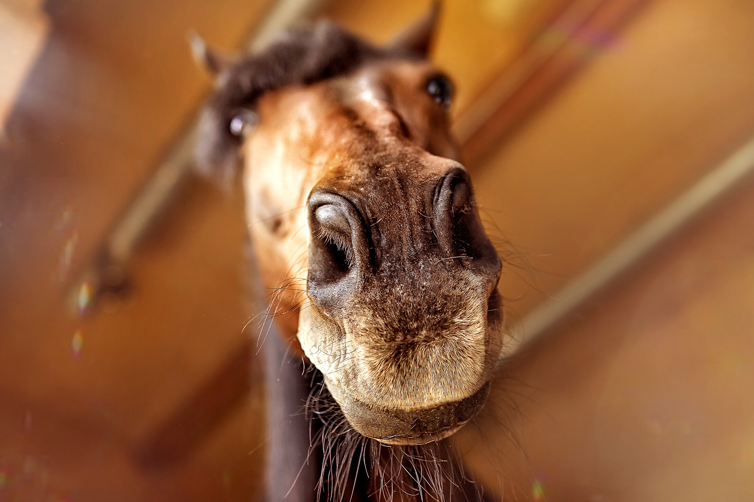 Съемка лошадей. Фотограф женский и мужской портрет Санкт-Петербург