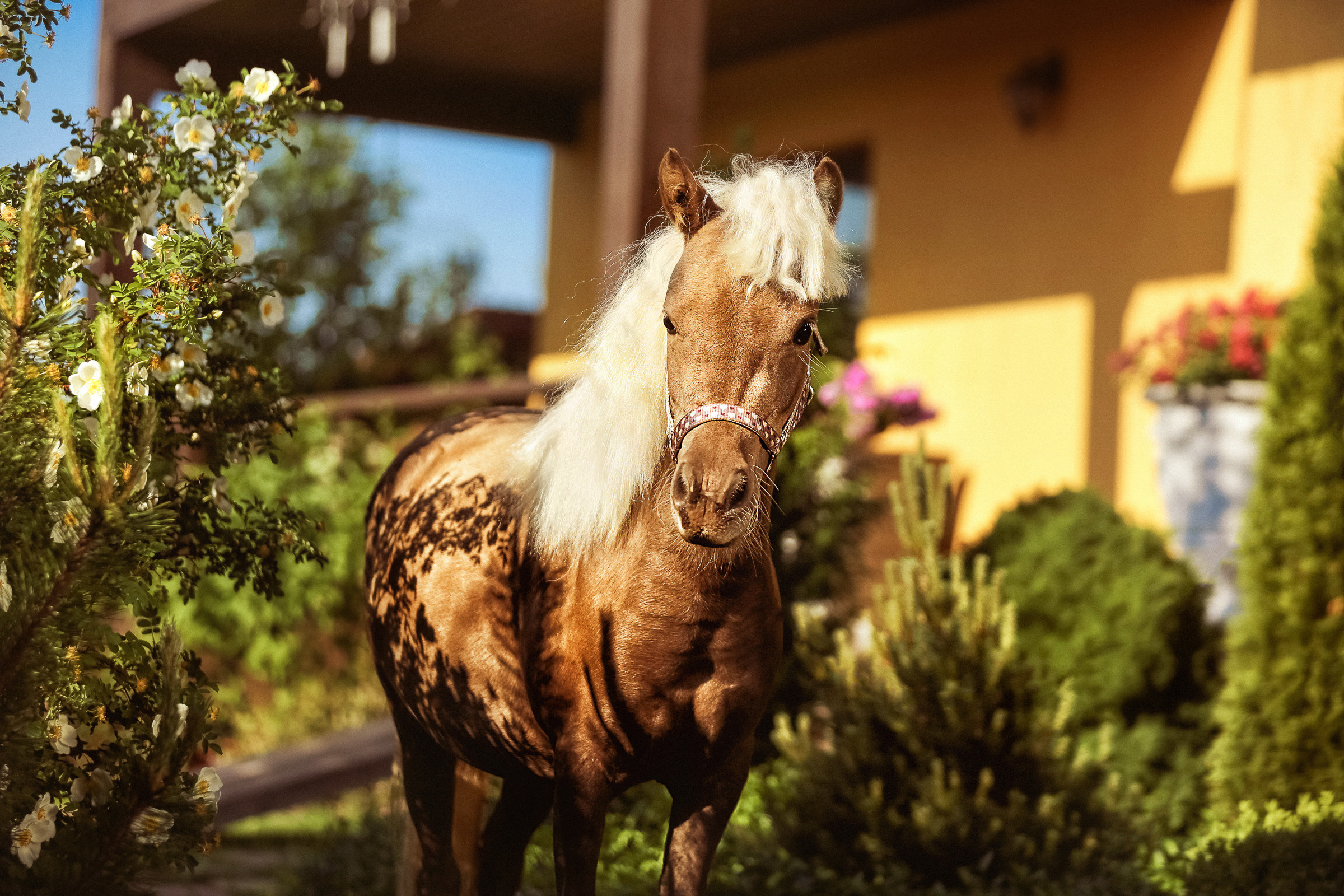 Конная фотосессия. Фотограф женский и мужской портрет Санкт-Петербург