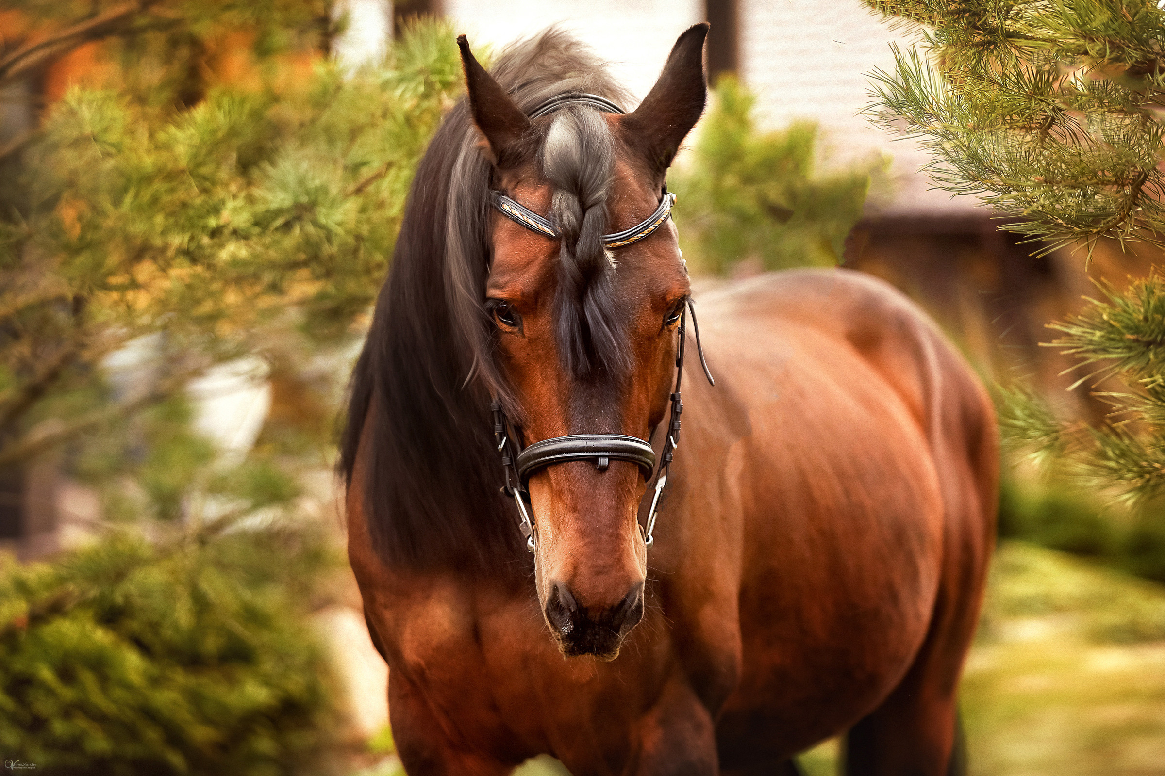 Конная съемка. Фотограф женский и мужской портрет Санкт-Петербург