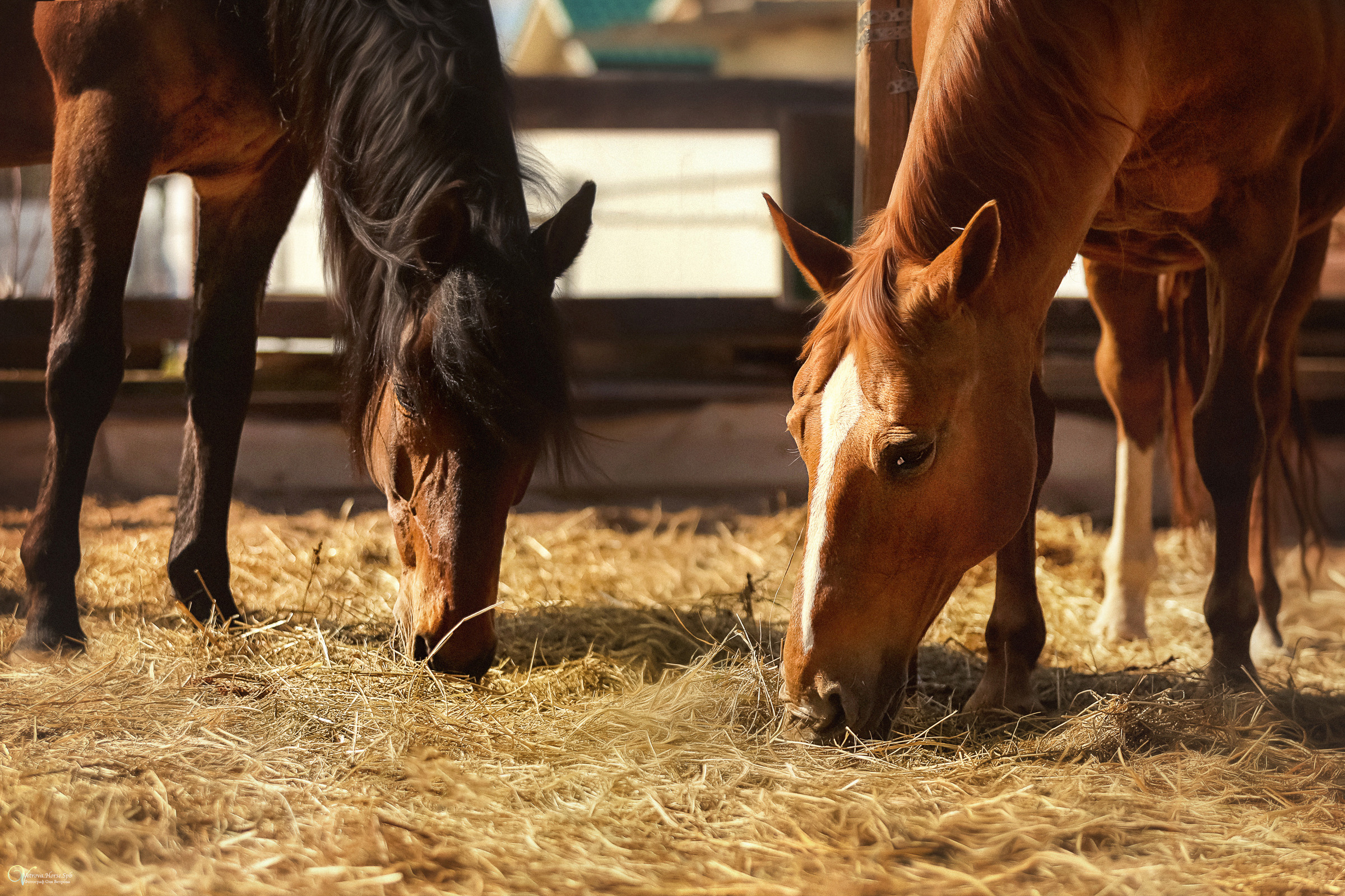 Конная съемка. Фотограф женский и мужской портрет Санкт-Петербург