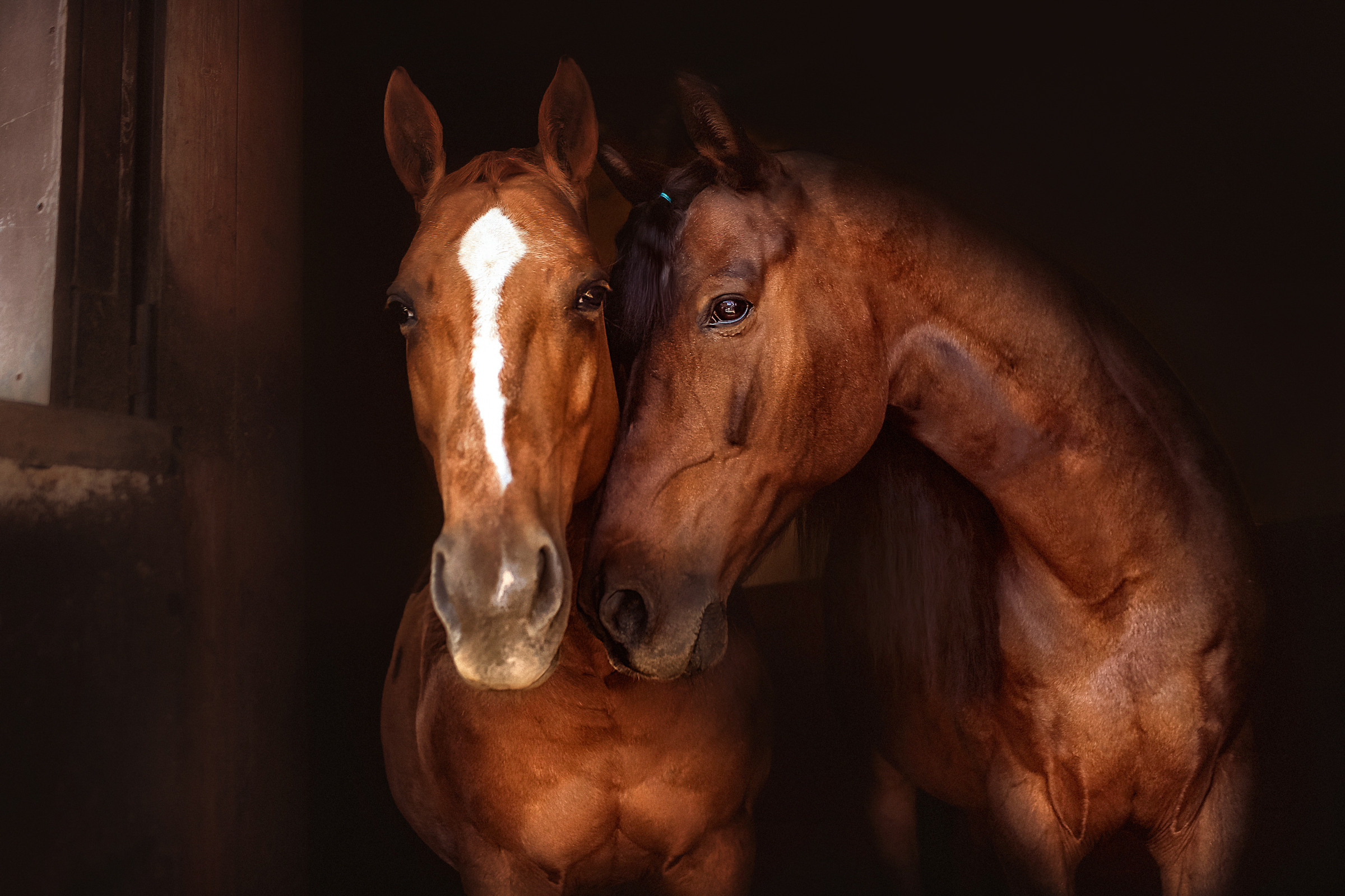 Съемка лошадей. Фотограф женский и мужской портрет Санкт-Петербург