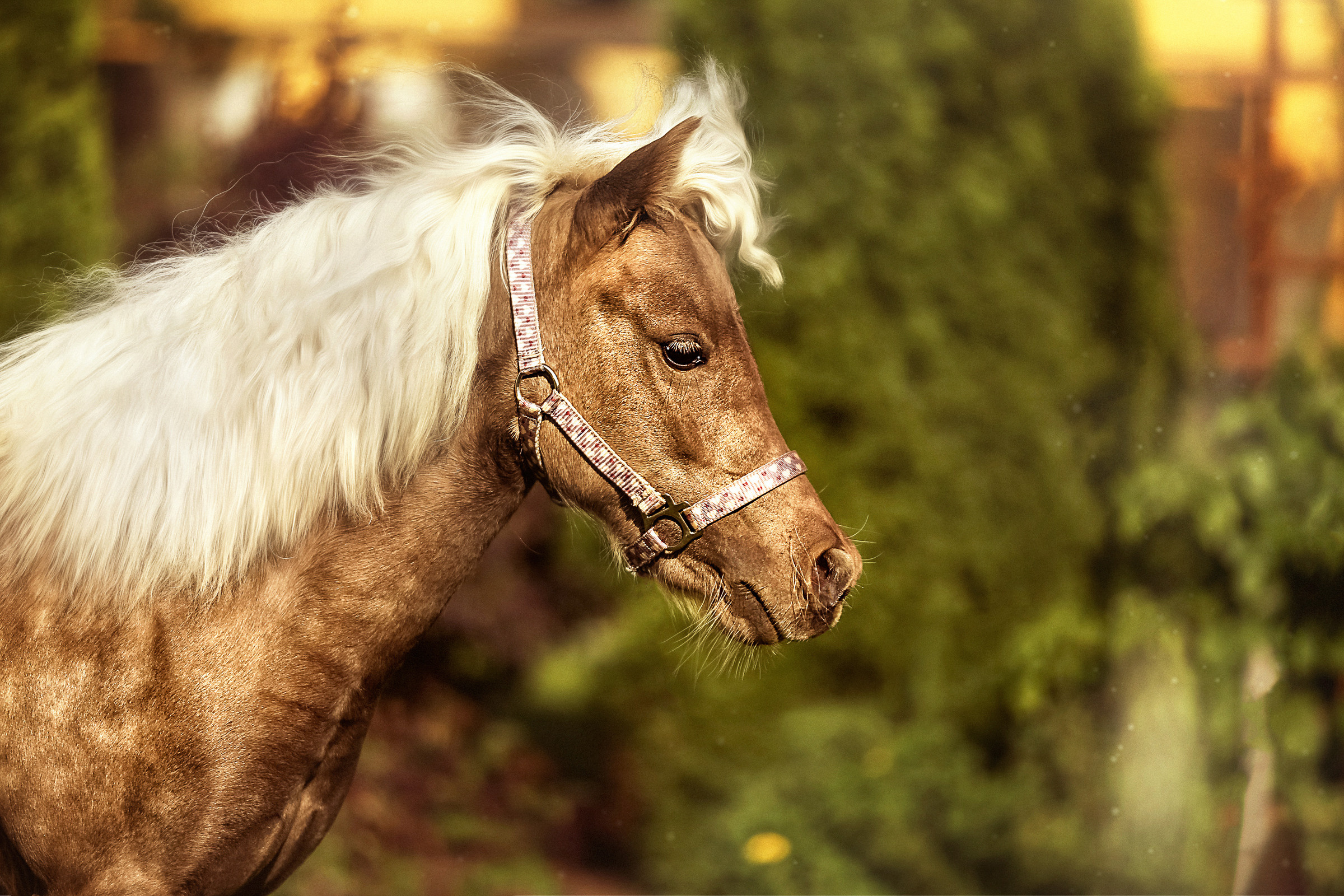 Конная фотосессия. Фотограф женский и мужской портрет Санкт-Петербург