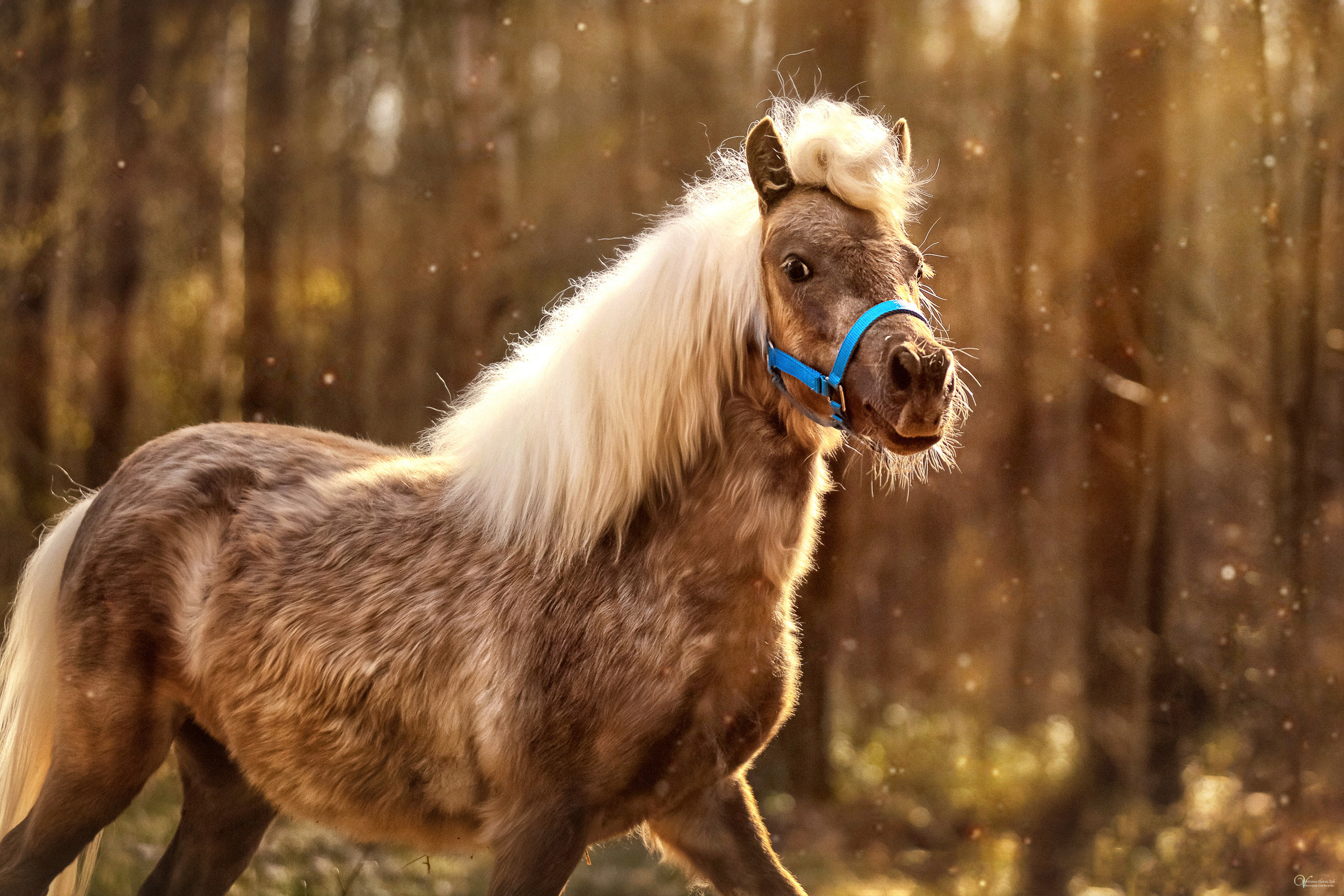Конная съемка. Фотограф женский и мужской портрет Санкт-Петербург