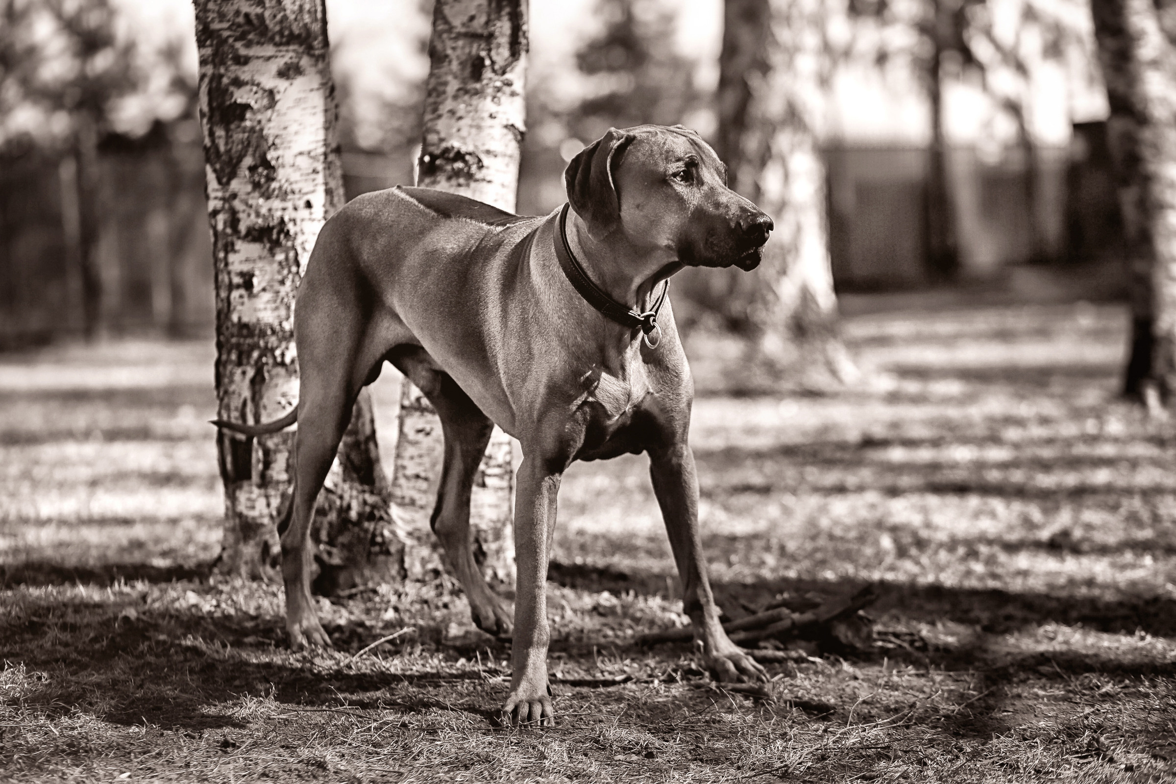 Фотосессия собаки СПб. Фотограф женский и мужской портрет Санкт-Петербург