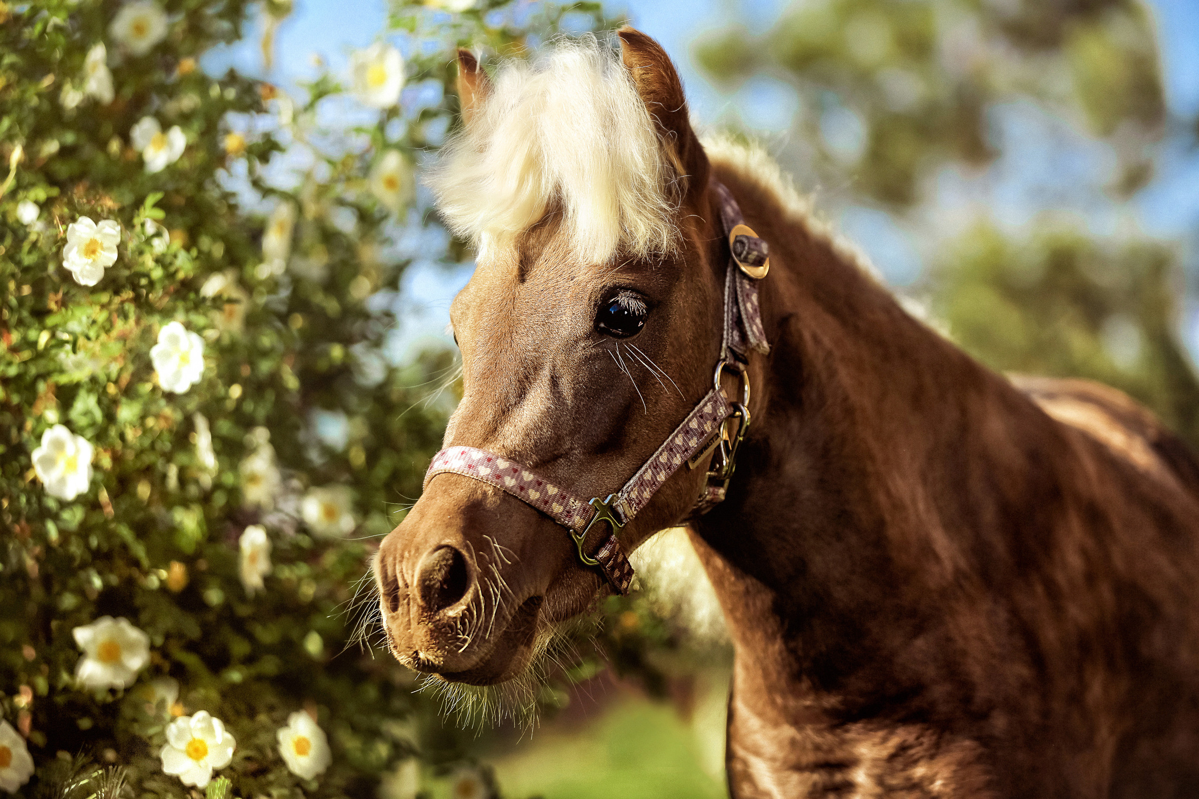 Конная фотосессия. Фотограф женский и мужской портрет Санкт-Петербург