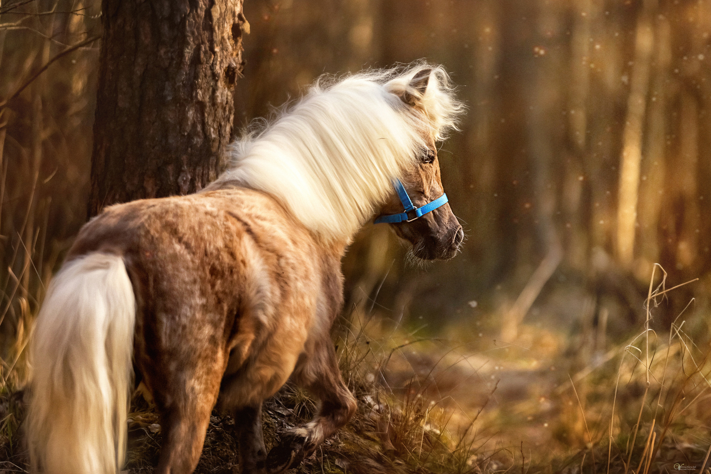Конная съемка. Фотограф женский и мужской портрет Санкт-Петербург