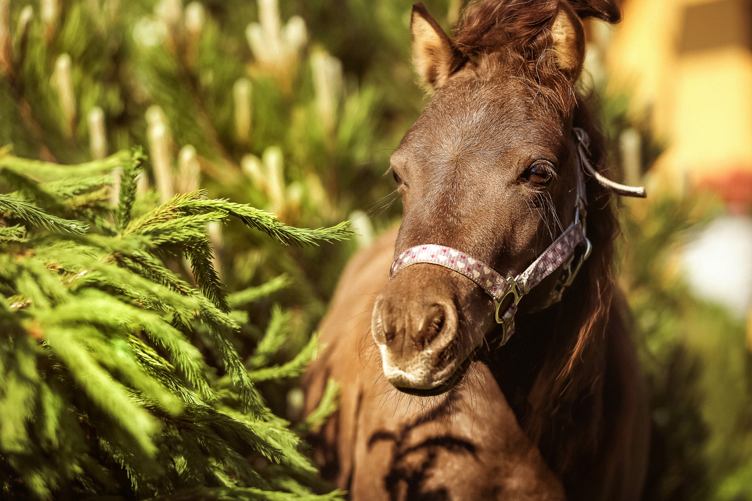 Фотосессия для лошадей. Фотограф женский и мужской портрет Санкт-Петербург