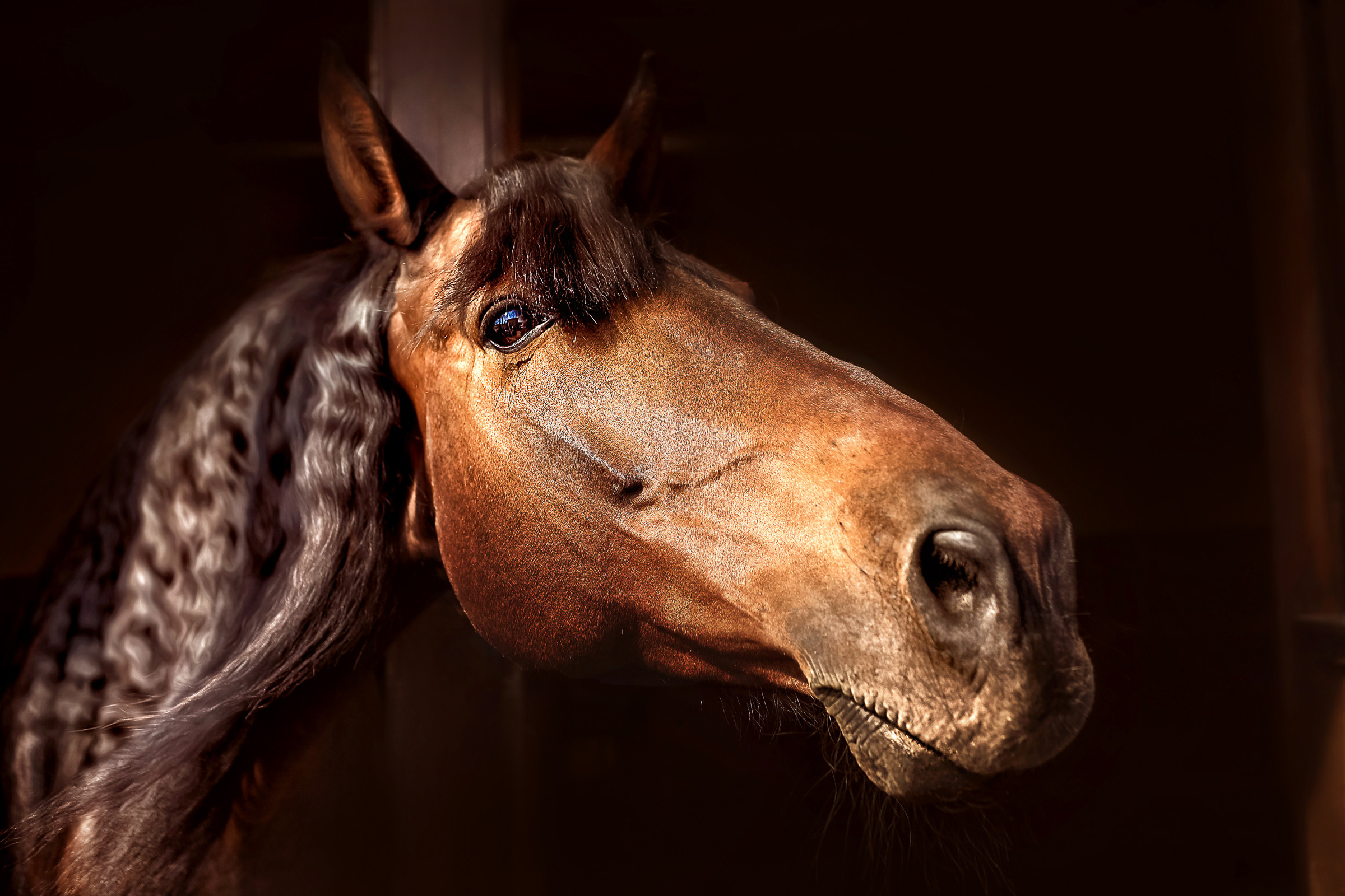 Съемка лошадей. Фотограф женский и мужской портрет Санкт-Петербург