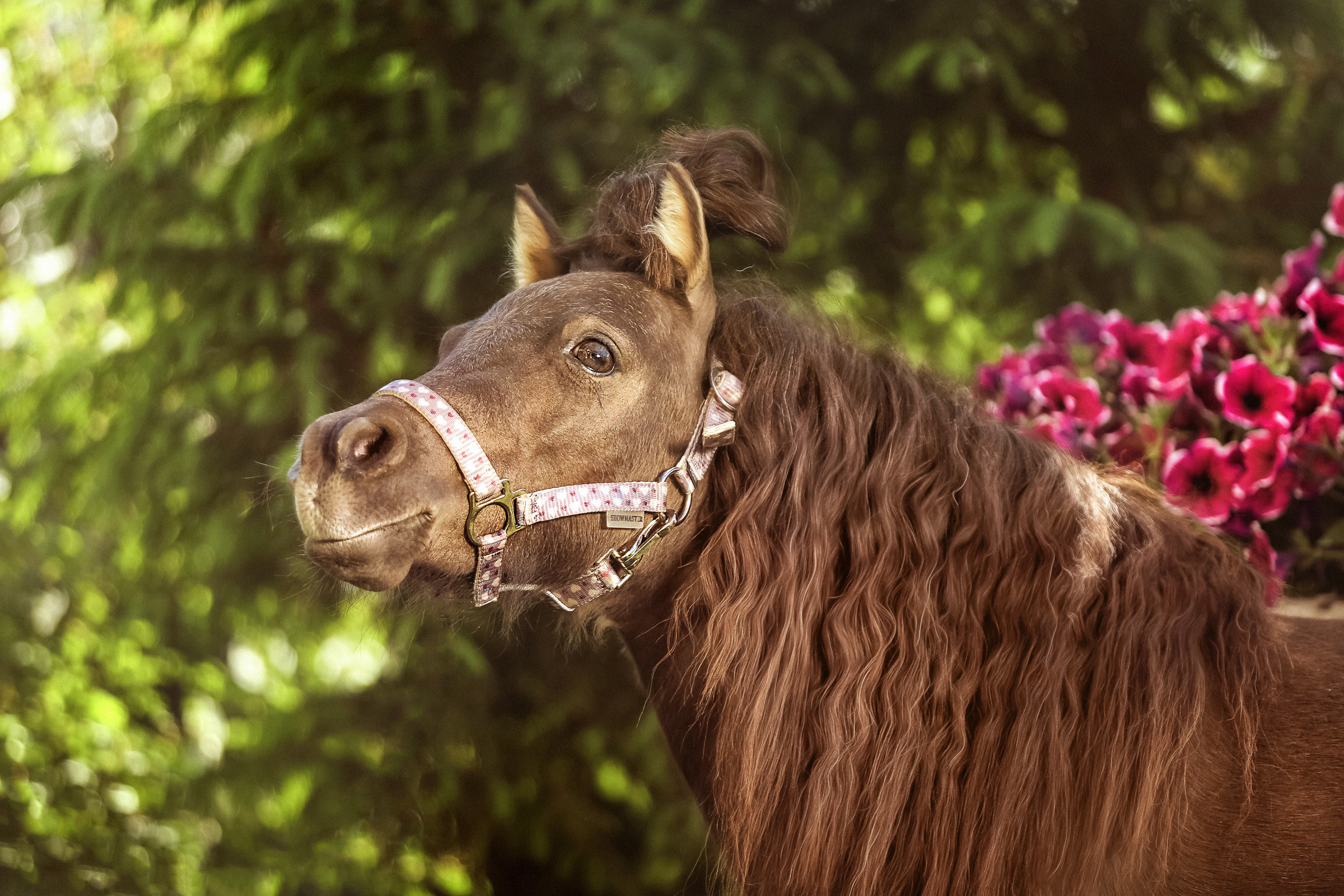 Фотосессия для лошадей. Фотограф женский и мужской портрет Санкт-Петербург