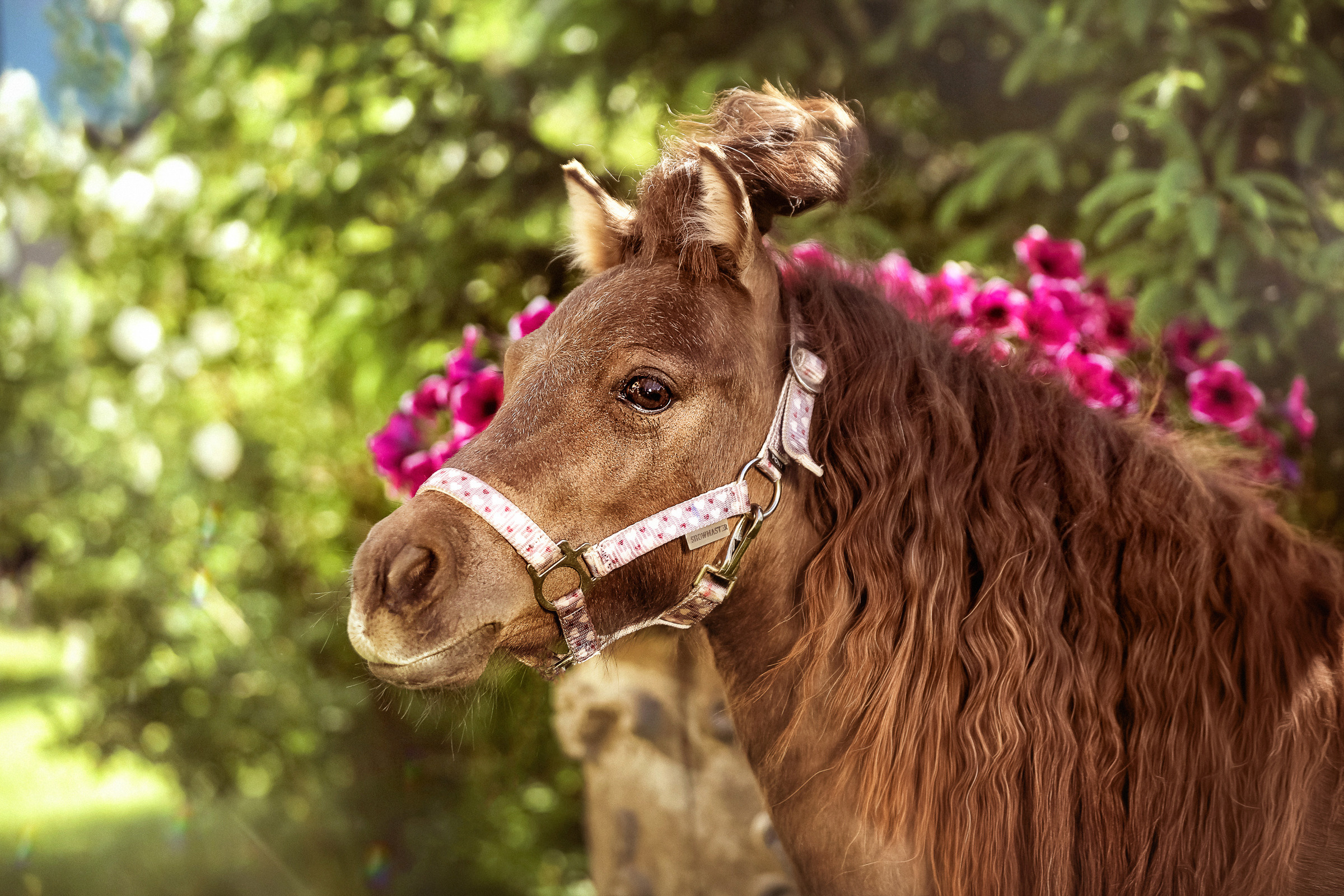 Фотосессия для лошадей. Фотограф женский и мужской портрет Санкт-Петербург