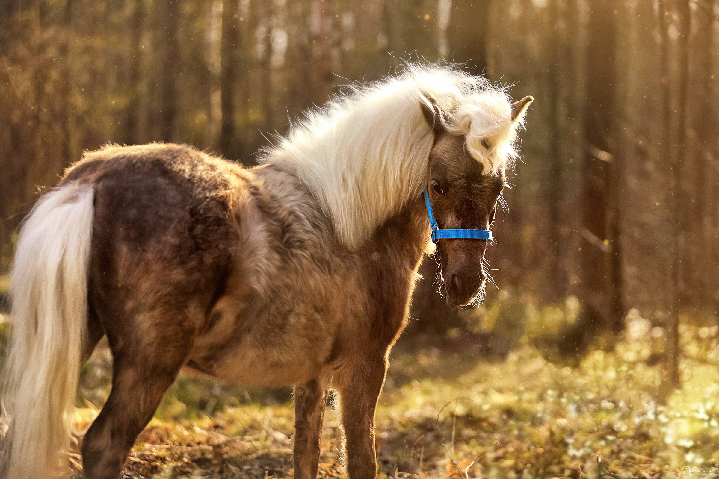 Конная съемка. Фотограф женский и мужской портрет Санкт-Петербург