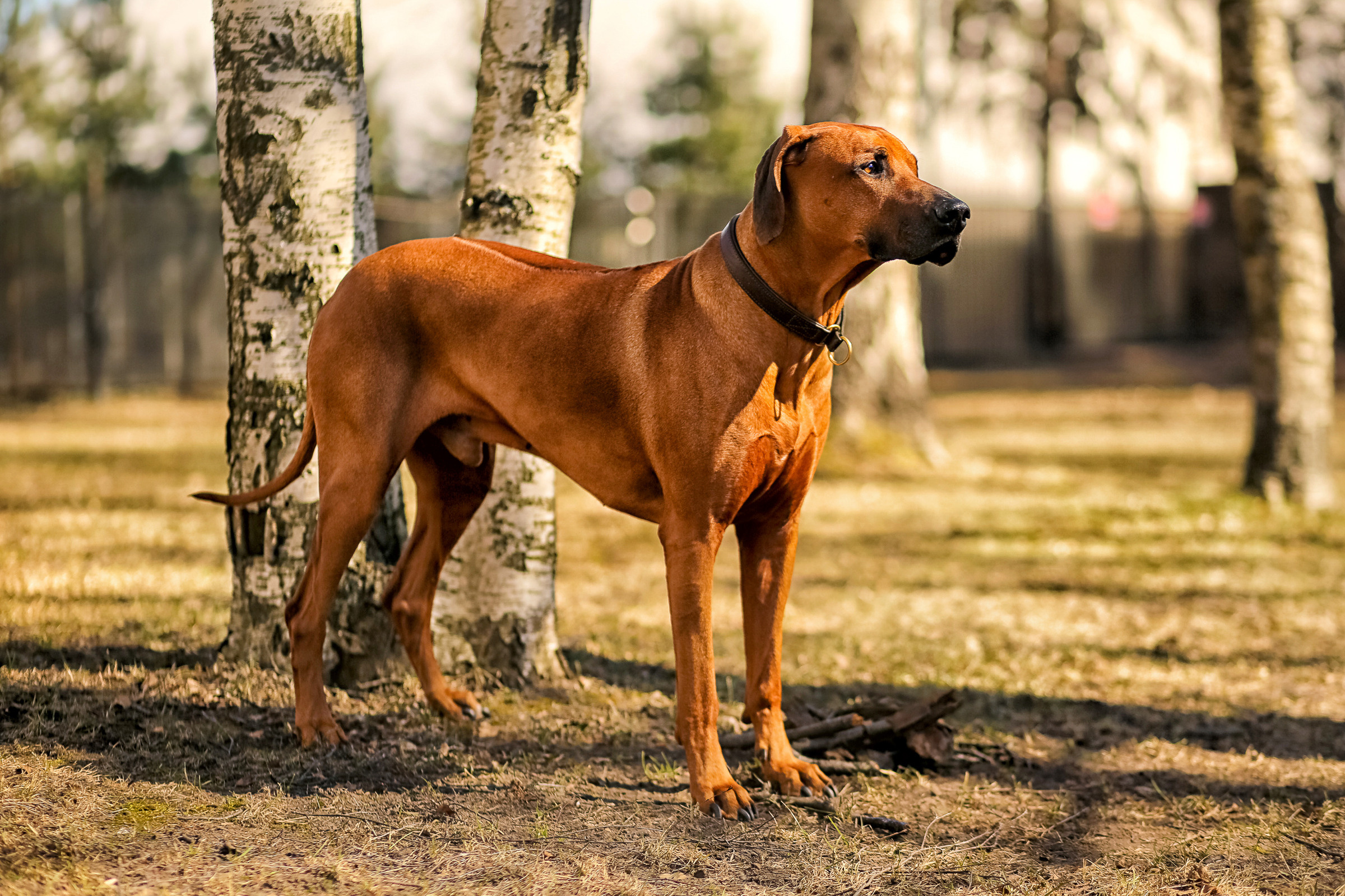Фотосессия собаки СПб. Фотограф женский и мужской портрет Санкт-Петербург