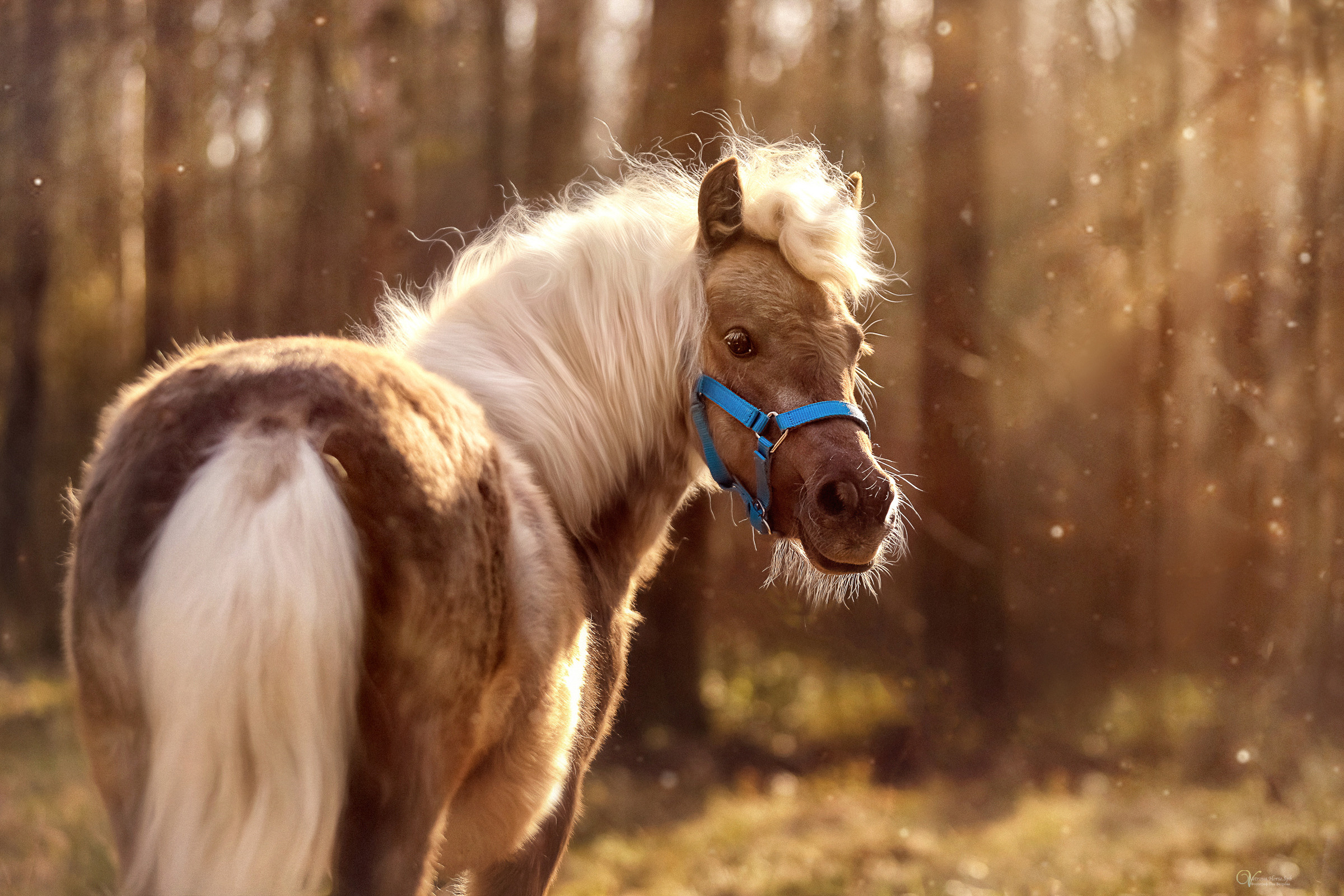 Конная съемка. Фотограф женский и мужской портрет Санкт-Петербург