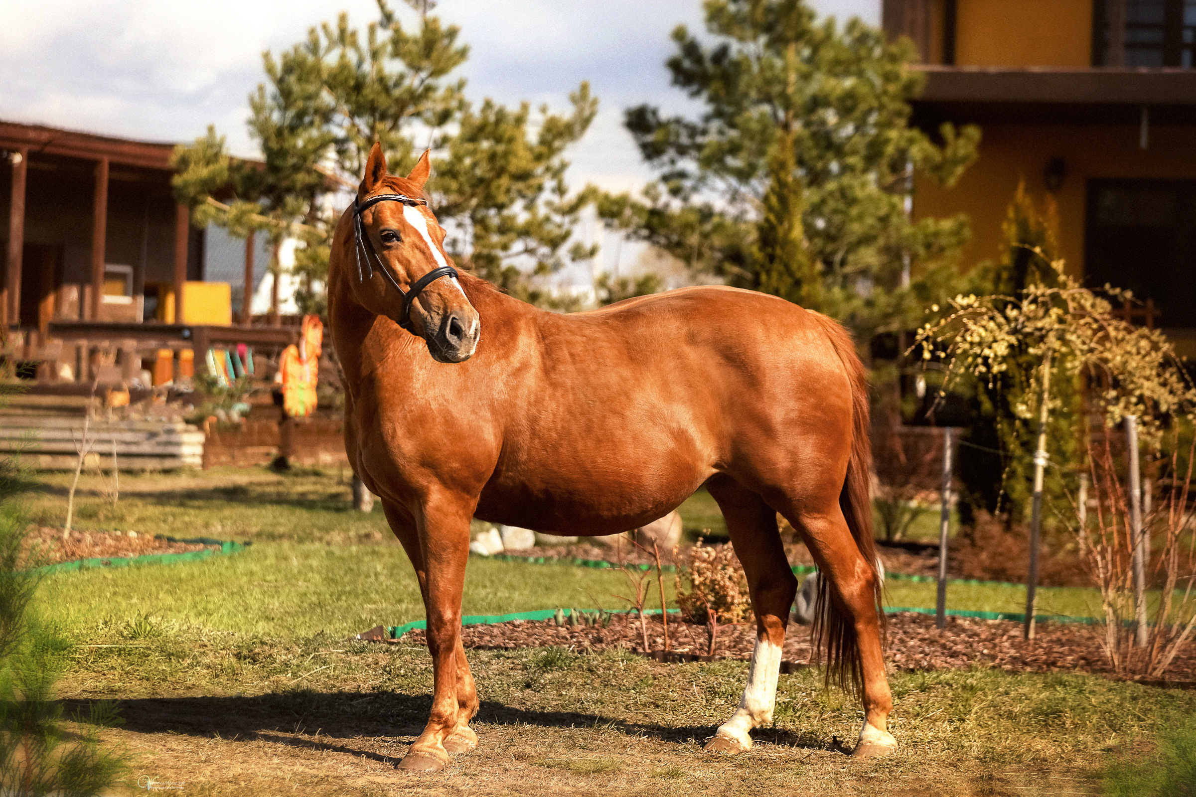 Конная съемка. Фотограф женский и мужской портрет Санкт-Петербург