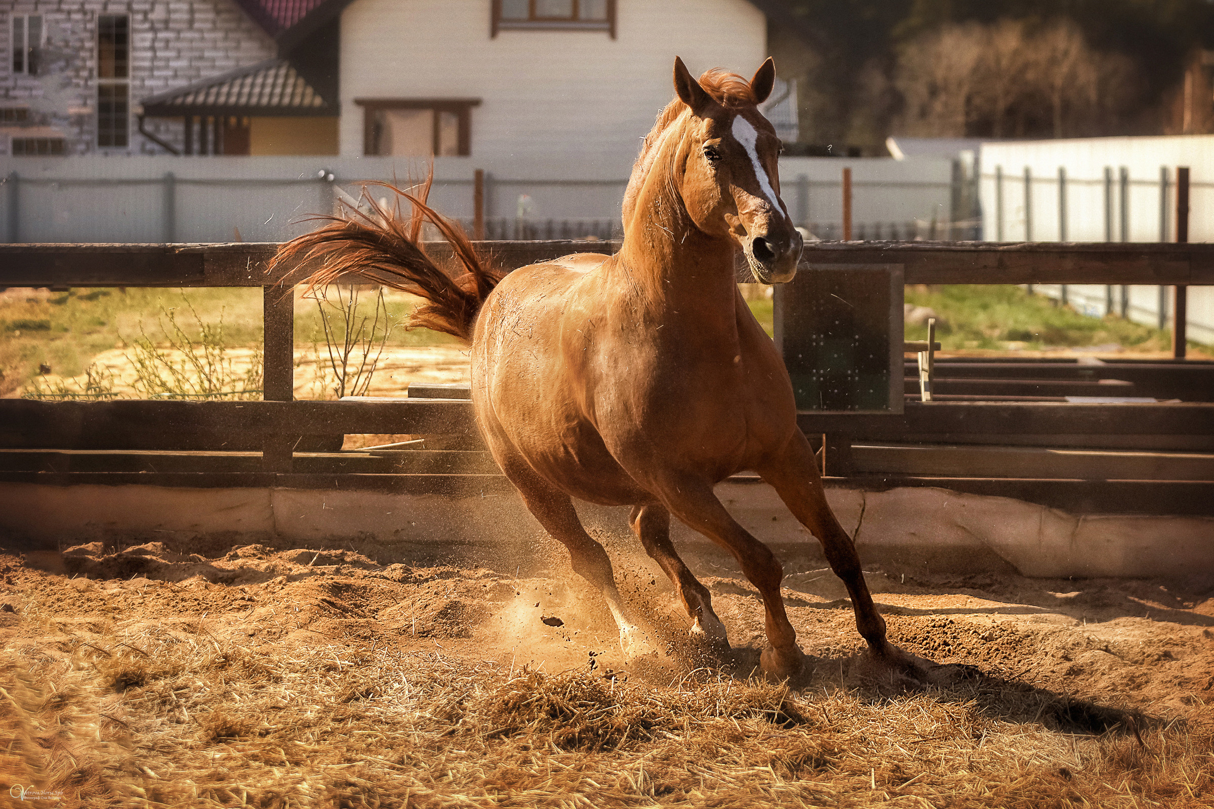 Конная съемка. Фотограф женский и мужской портрет Санкт-Петербург