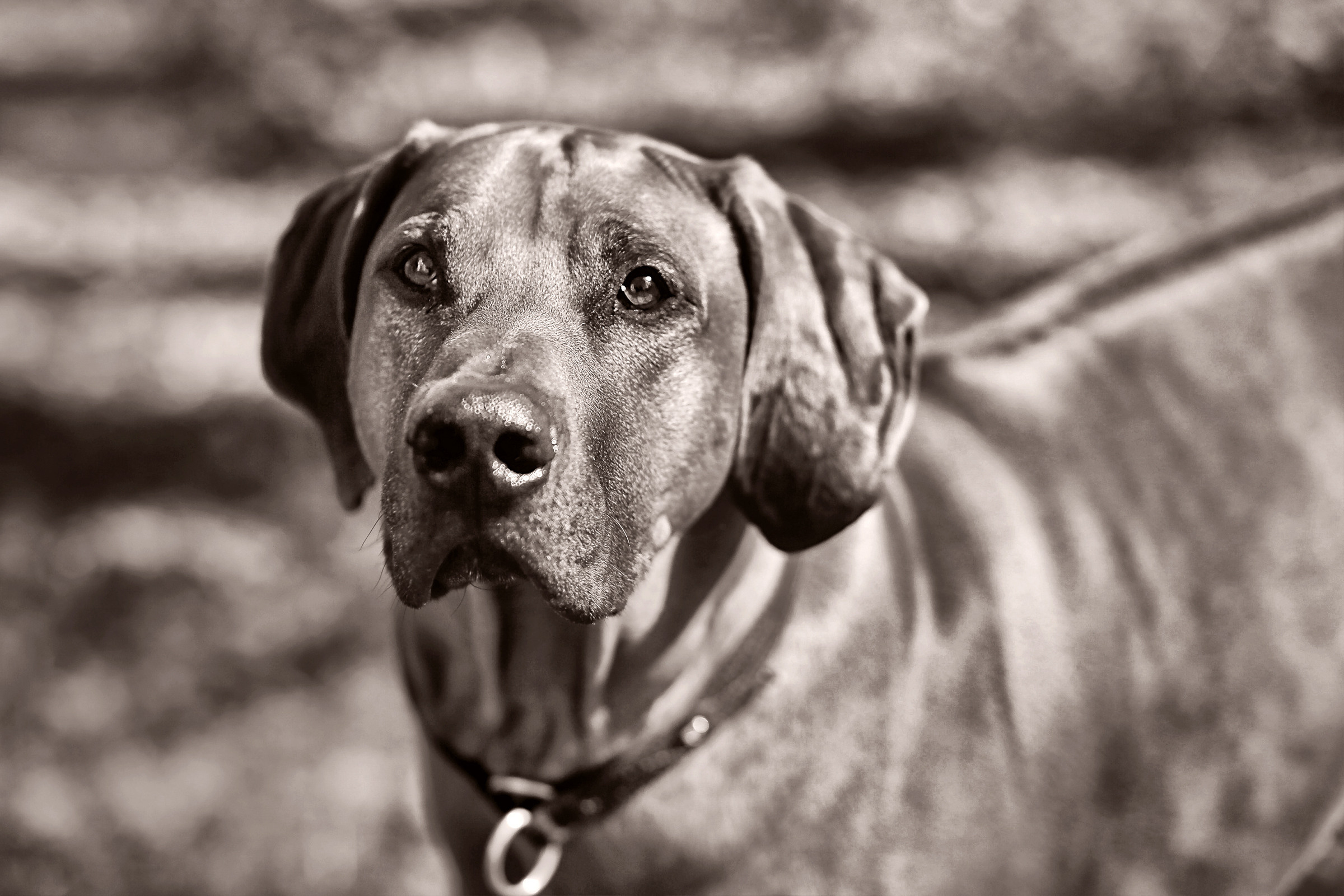 Фотосессия собаки СПб. Фотограф женский и мужской портрет Санкт-Петербург