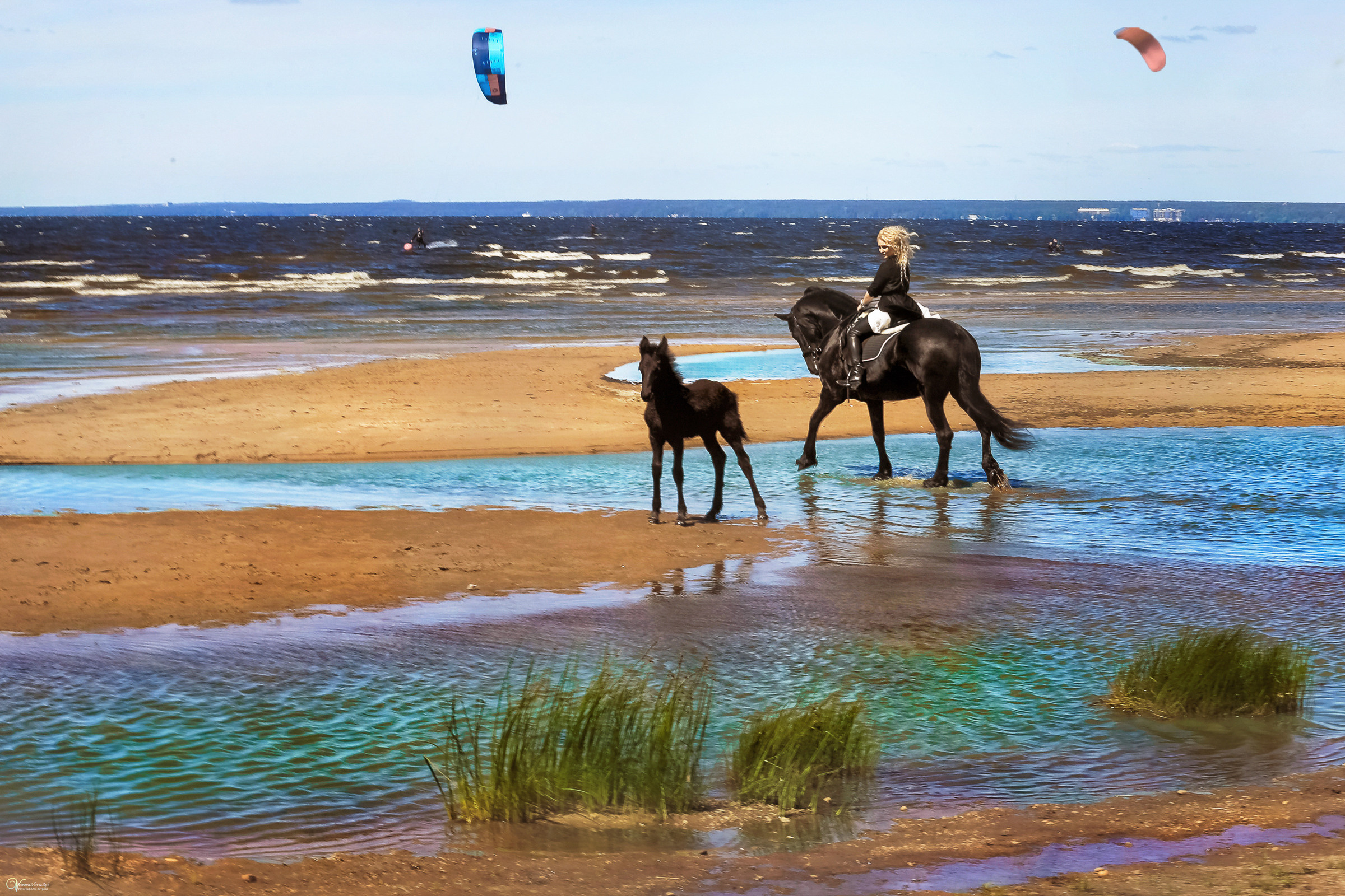Фотосессия с фризской лошадью и жеребенком. Фотограф женский и мужской портрет Санкт-Петербург
