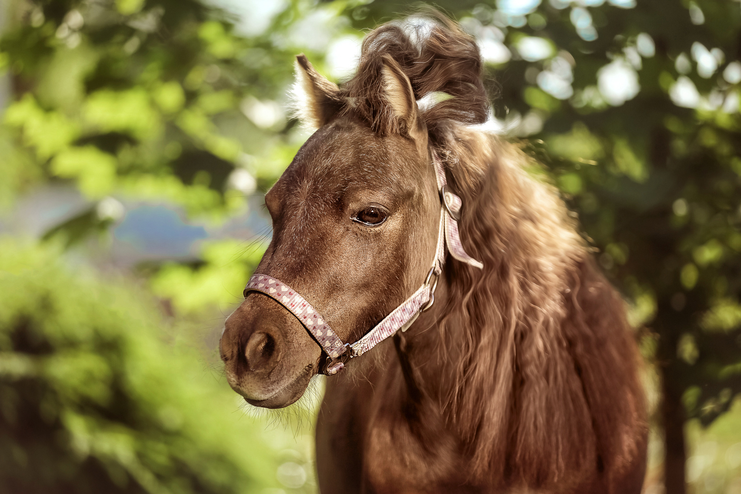 Фотосессия для лошадей. Фотограф женский и мужской портрет Санкт-Петербург