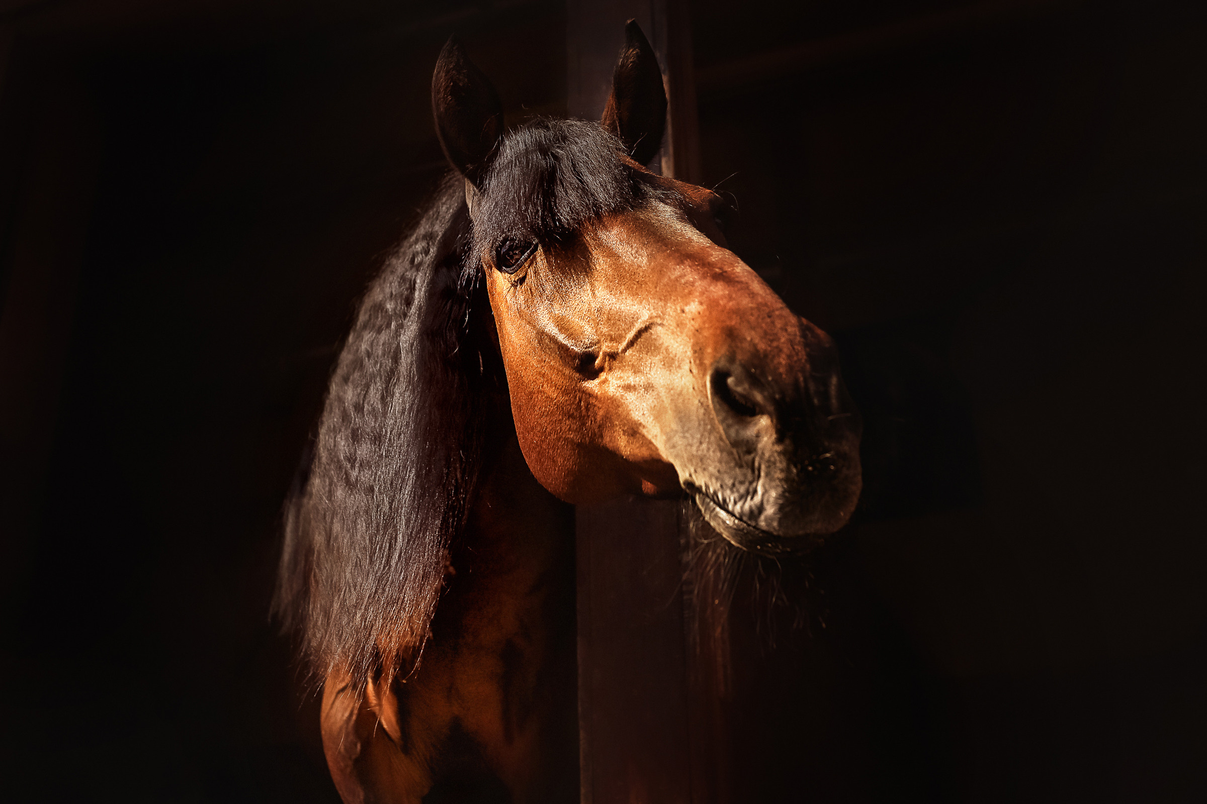 Съемка лошадей. Фотограф женский и мужской портрет Санкт-Петербург