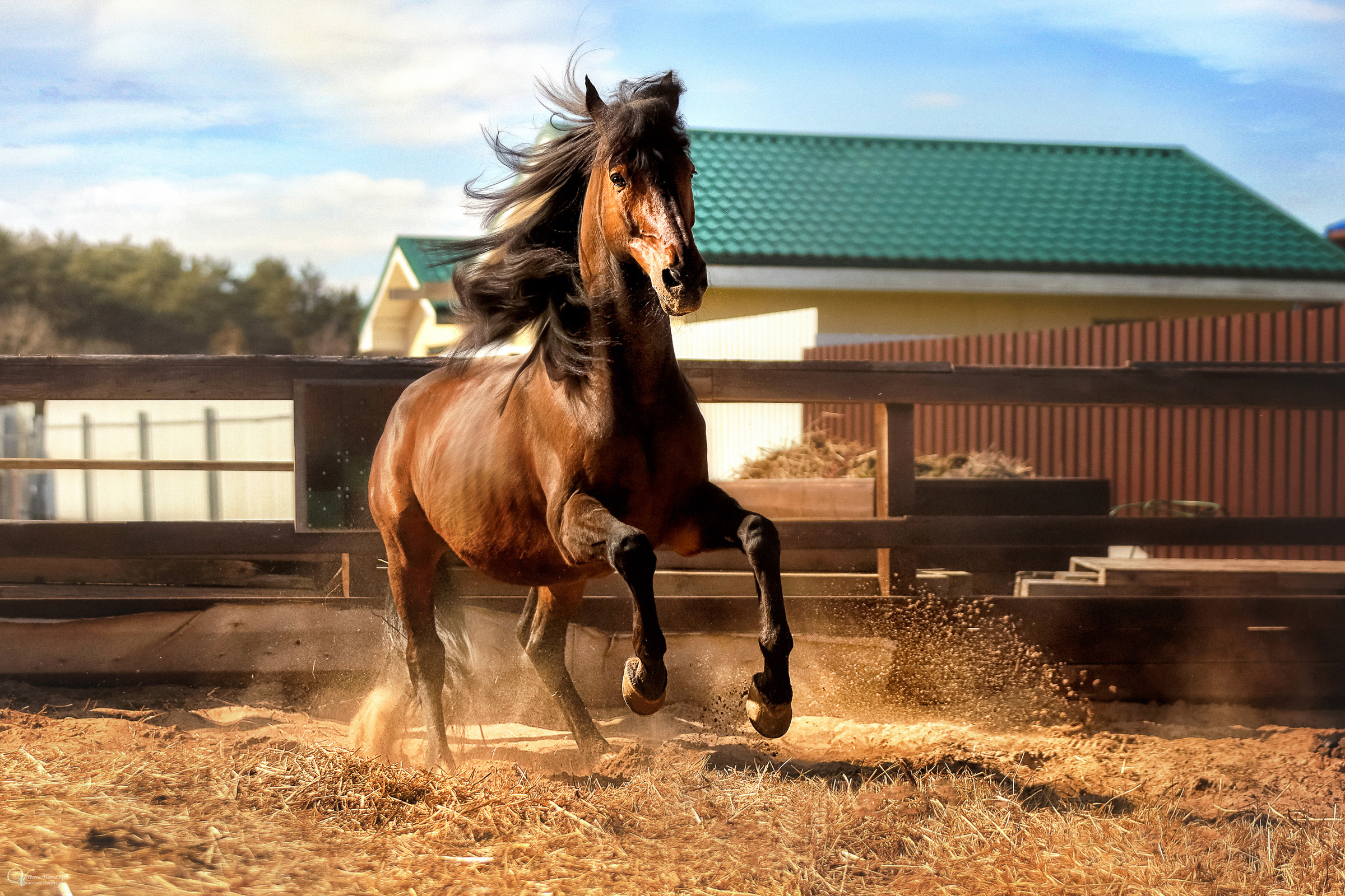 Конная съемка. Фотограф женский и мужской портрет Санкт-Петербург