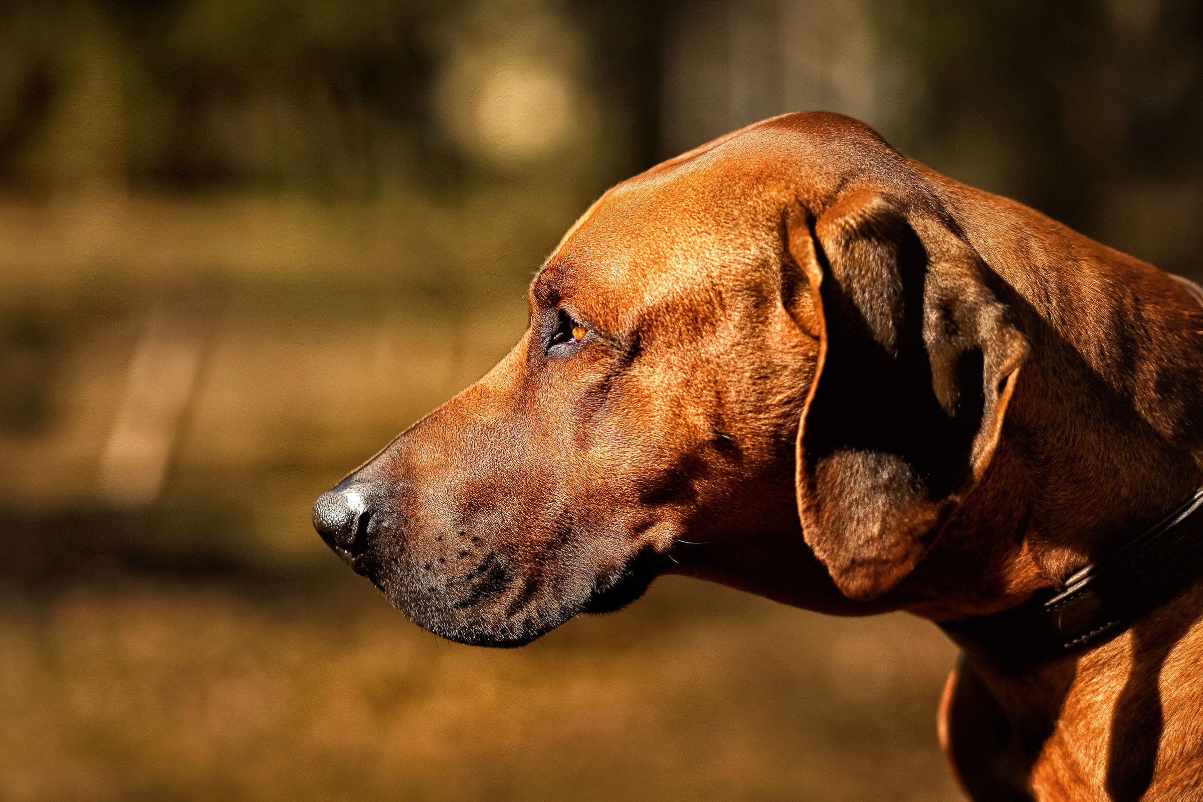 Фотосессия собаки СПб. Фотограф женский и мужской портрет Санкт-Петербург