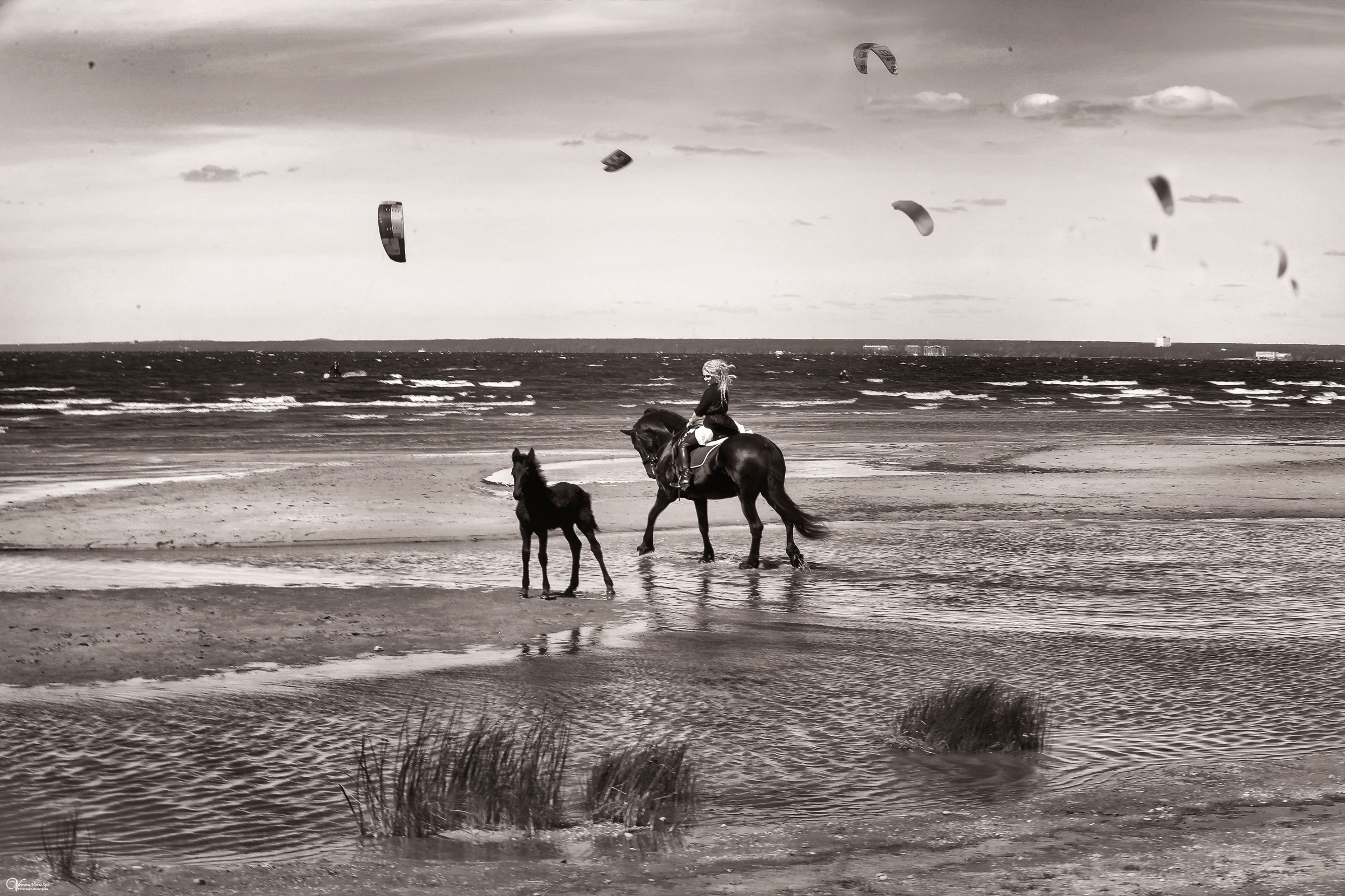 Фотосессия с фризской лошадью и жеребенком. Фотограф женский и мужской портрет Санкт-Петербург