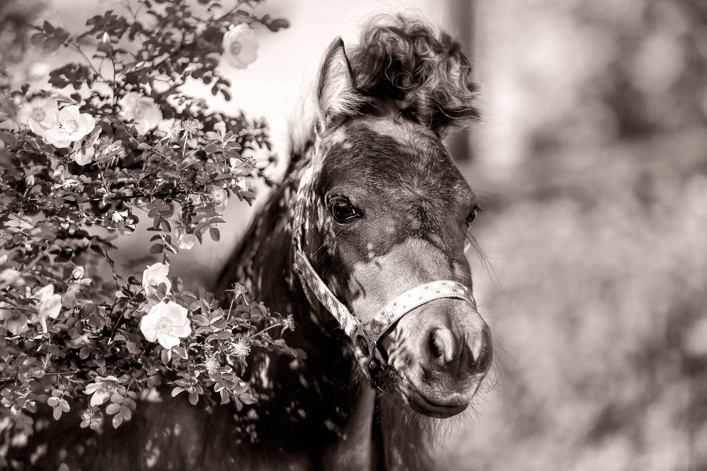 Фотосессия для лошадей. Фотограф женский и мужской портрет Санкт-Петербург