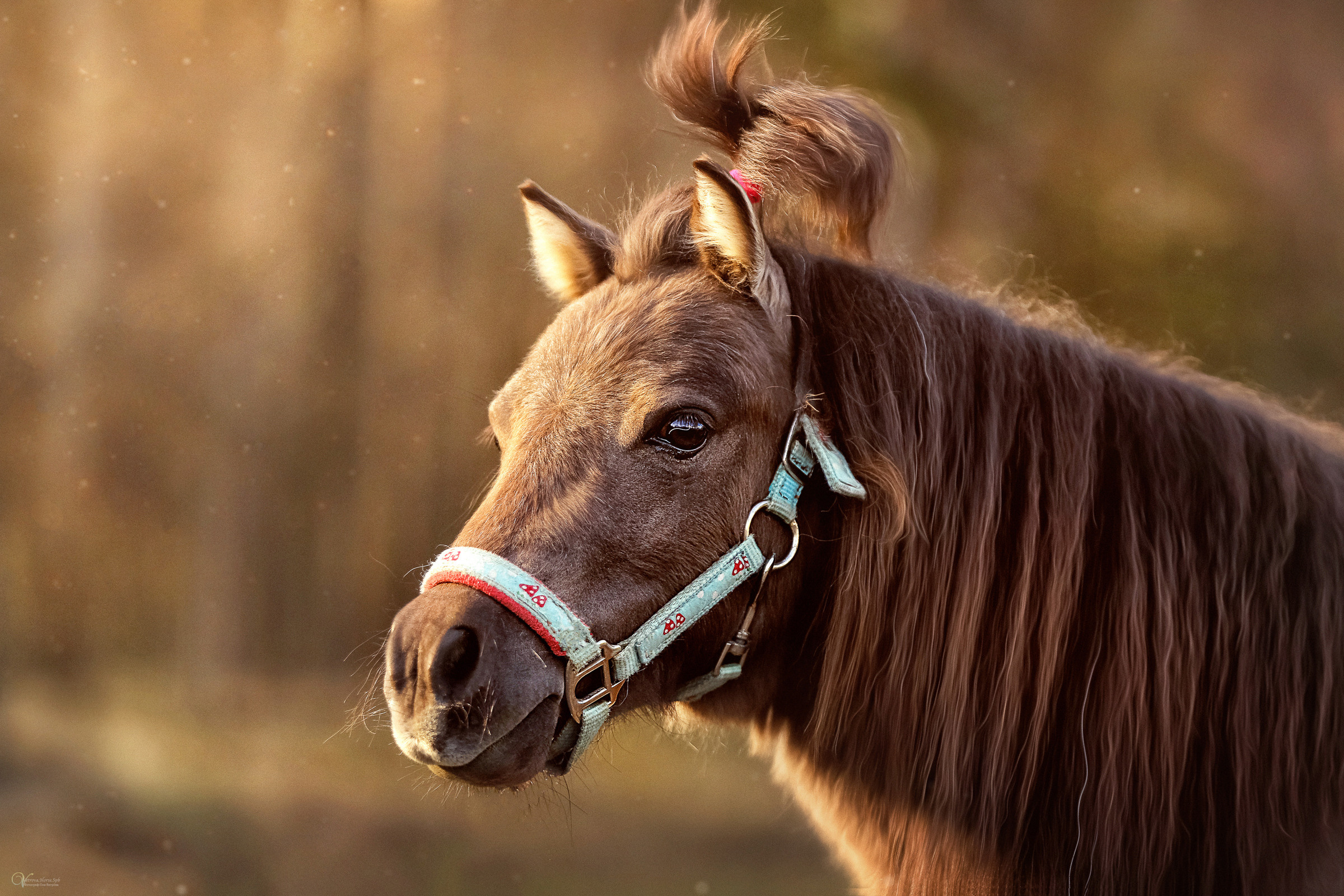 Конная съемка. Фотограф женский и мужской портрет Санкт-Петербург
