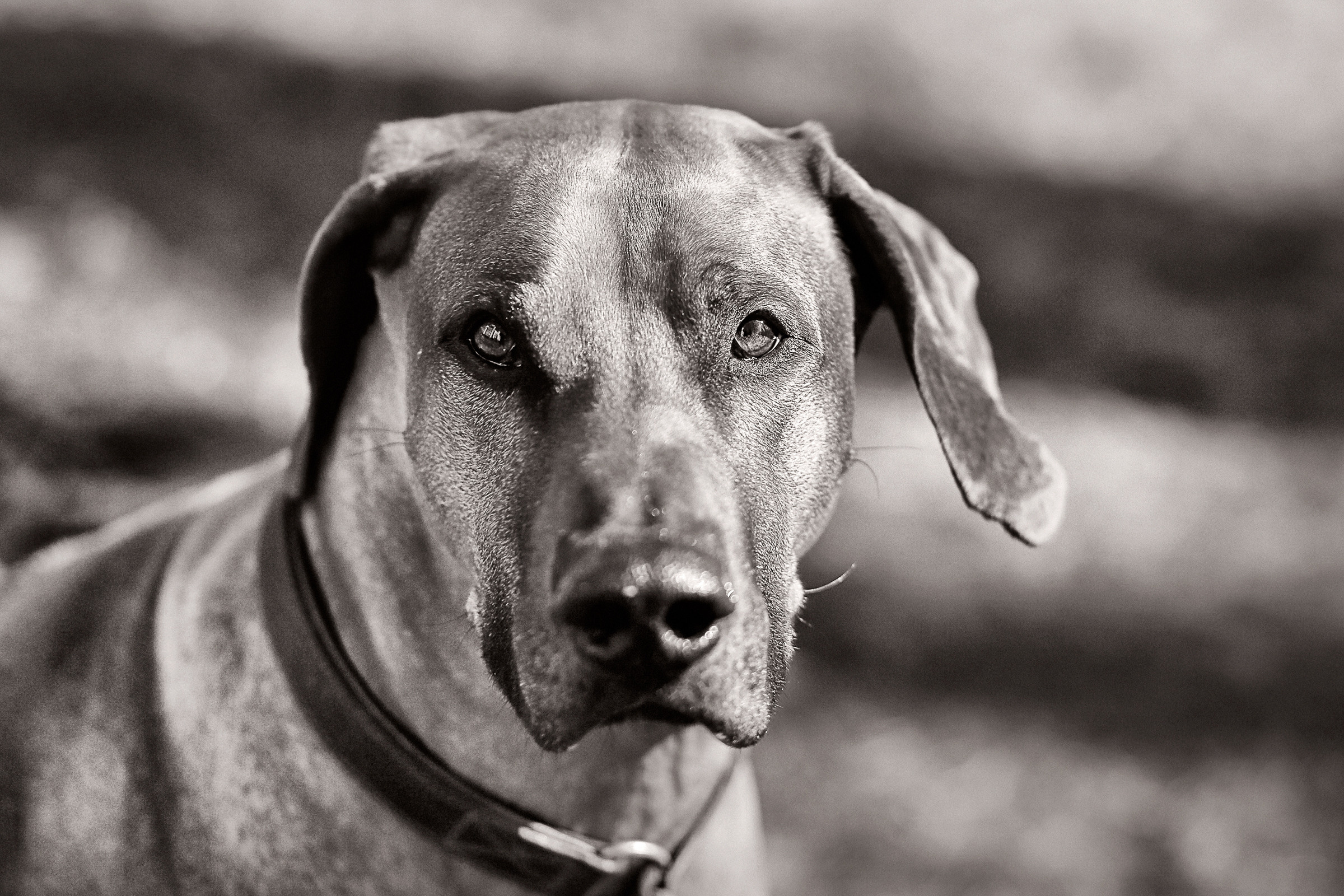 Фотосессия собаки СПб. Фотограф женский и мужской портрет Санкт-Петербург