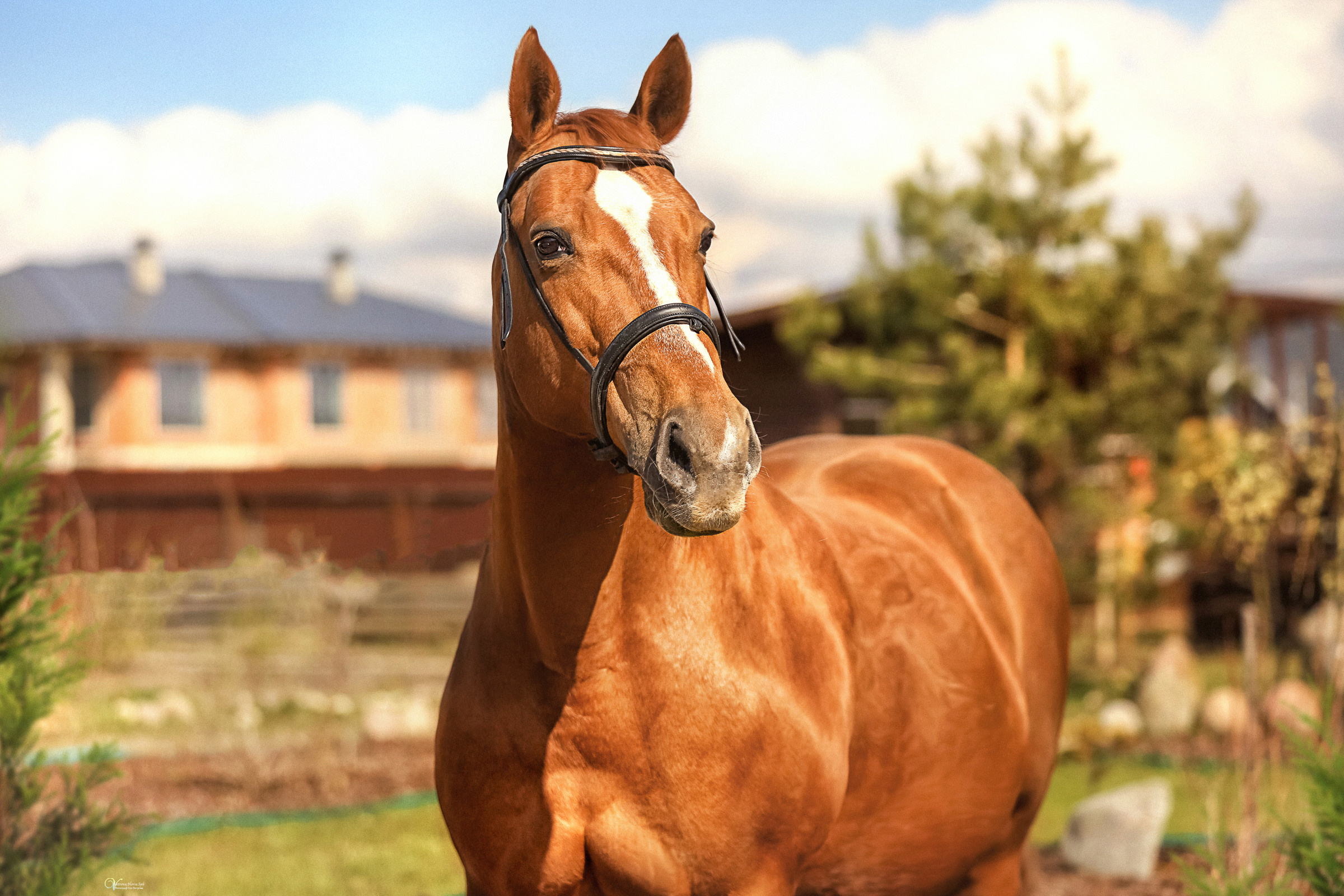 Конная съемка. Фотограф женский и мужской портрет Санкт-Петербург