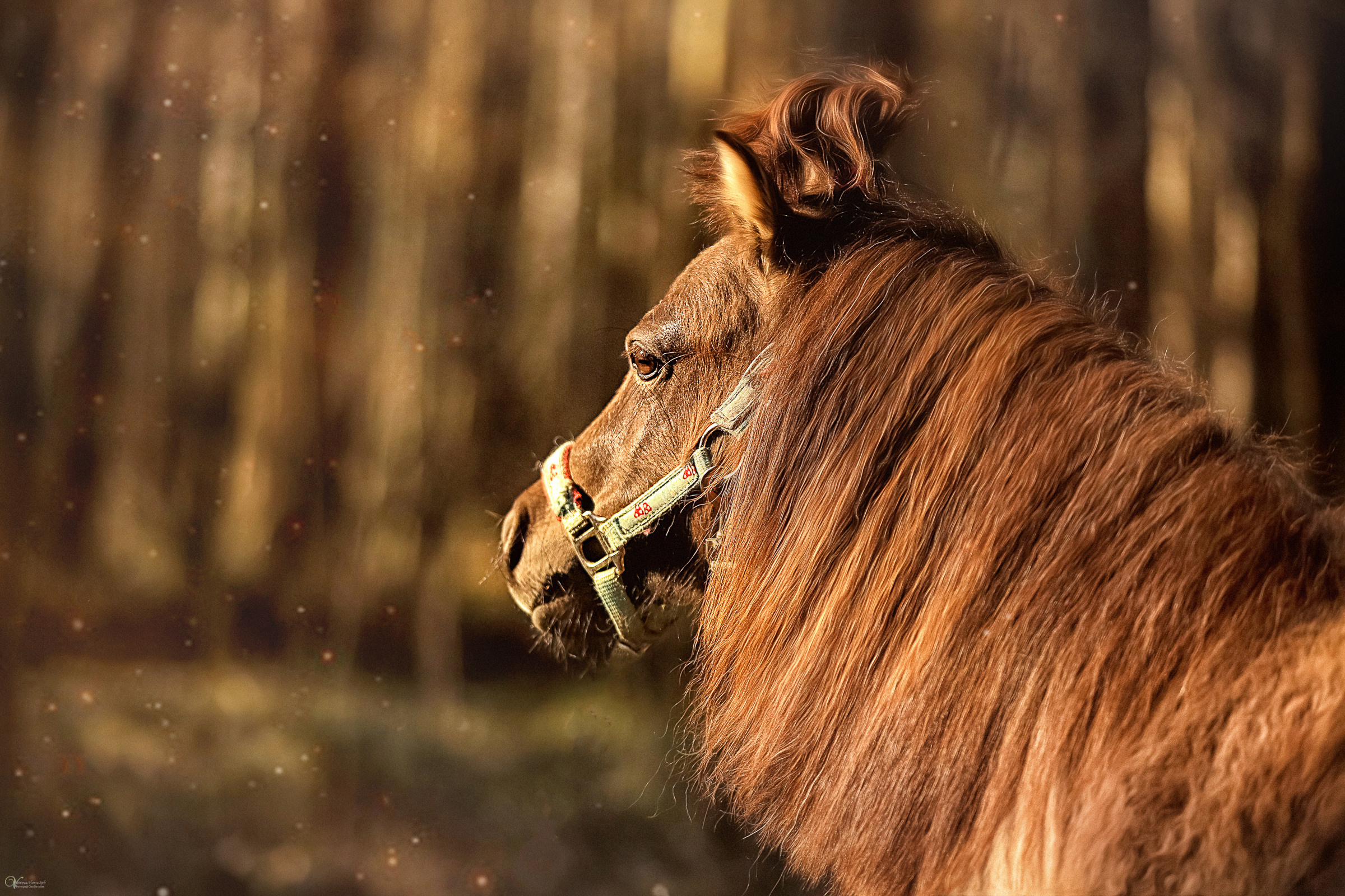 Конная съемка. Фотограф женский и мужской портрет Санкт-Петербург