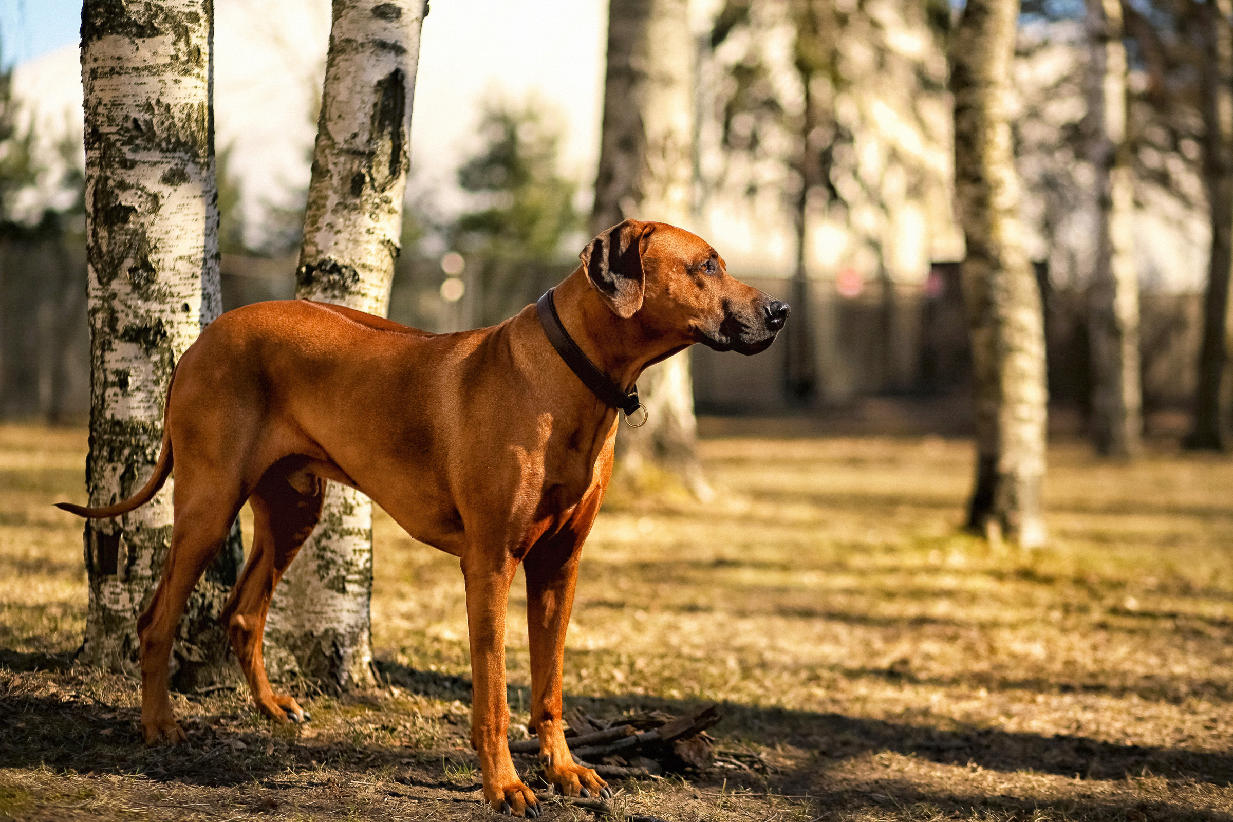 Фотосессия собаки СПб. Фотограф женский и мужской портрет Санкт-Петербург