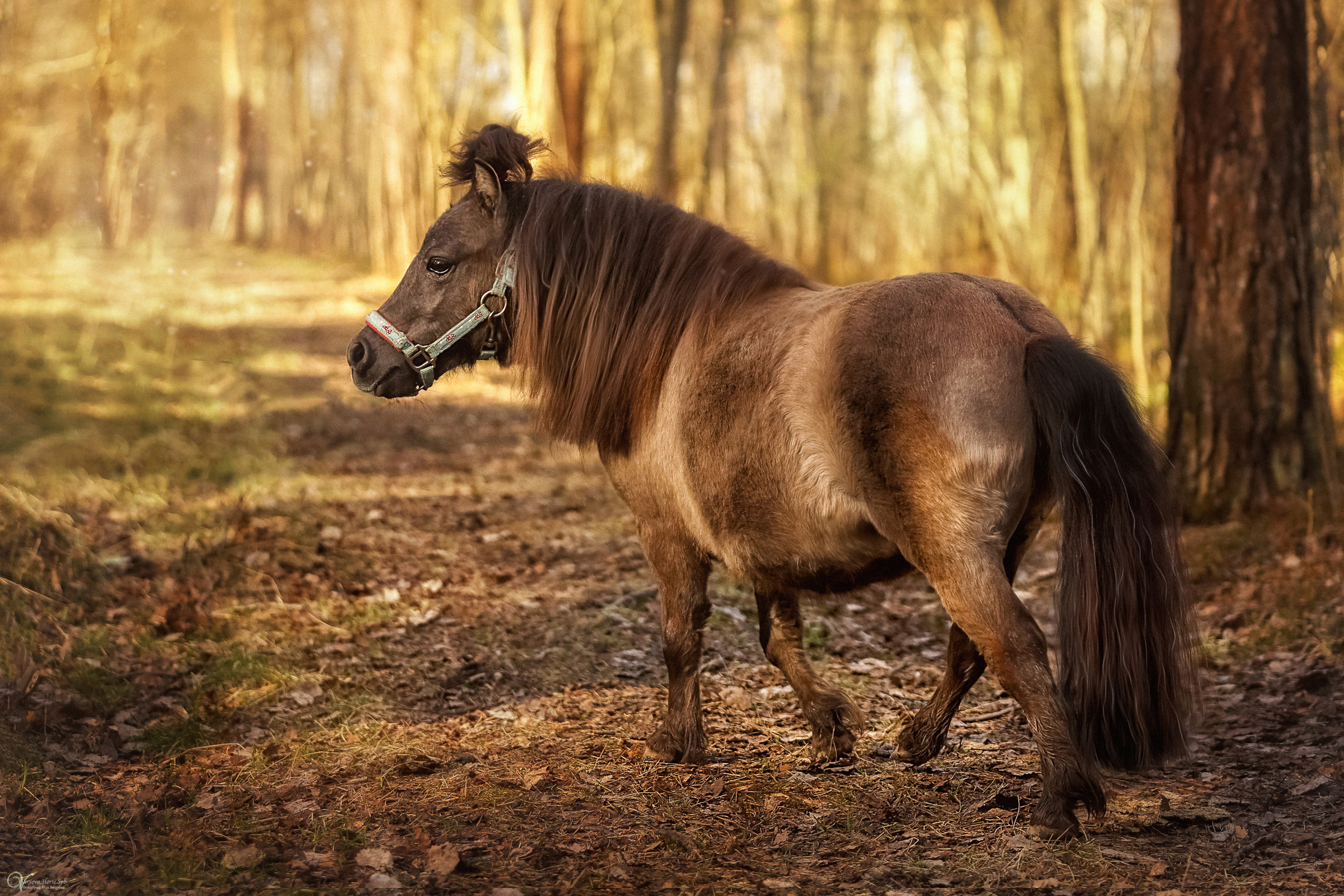 Конная съемка. Фотограф женский и мужской портрет Санкт-Петербург