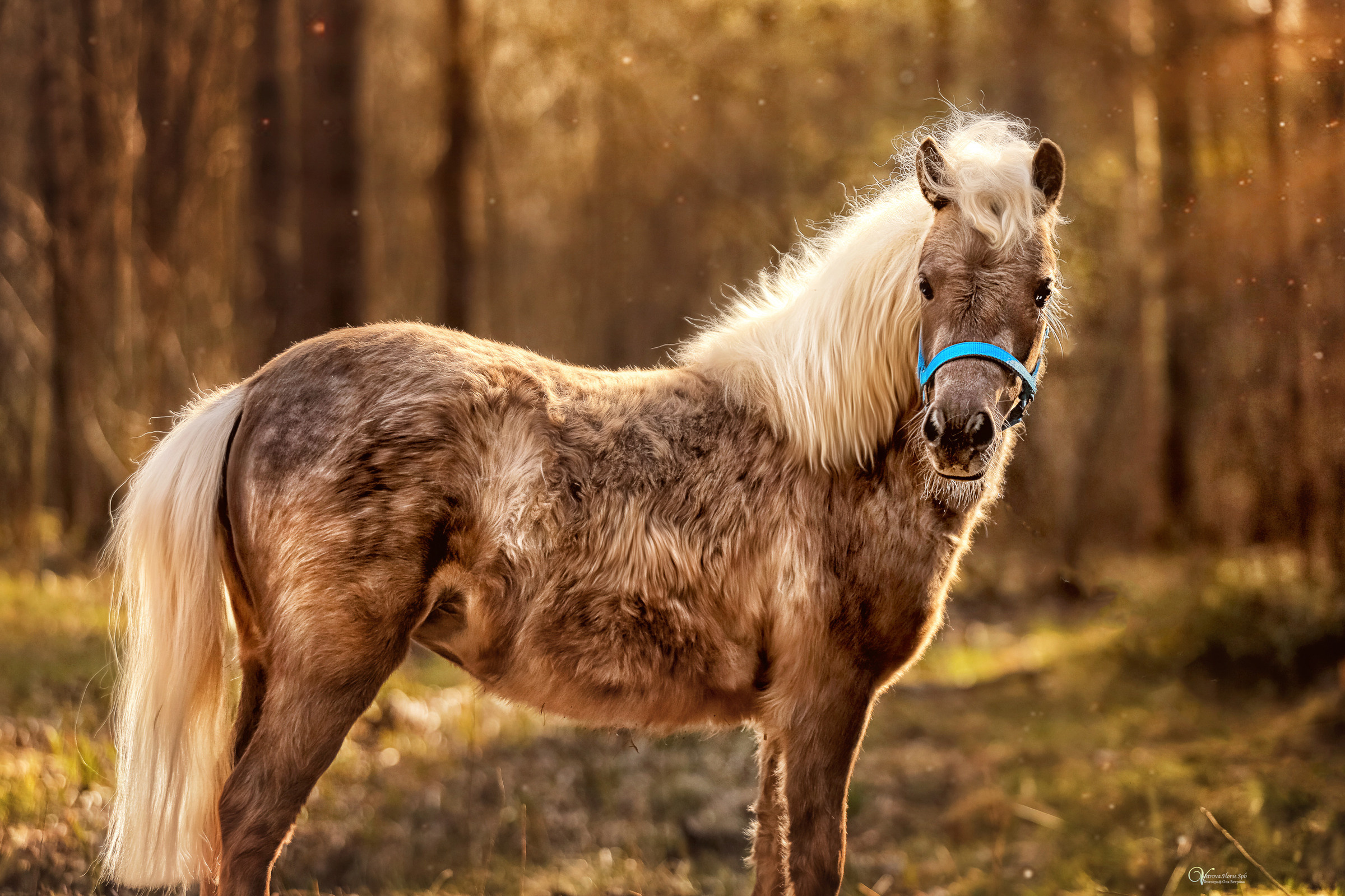 Конная съемка. Фотограф женский и мужской портрет Санкт-Петербург