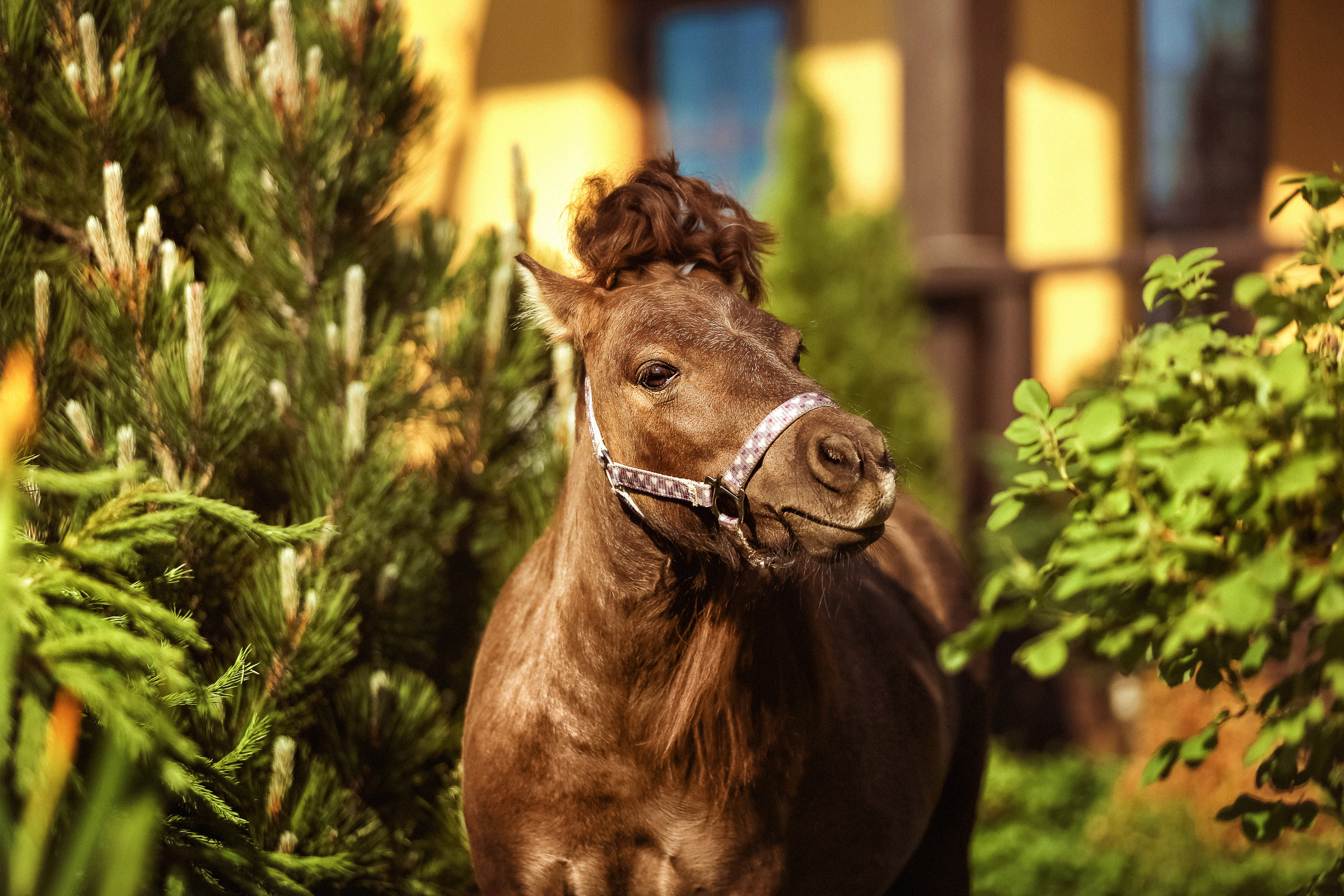 Фотосессия для лошадей. Фотограф женский и мужской портрет Санкт-Петербург