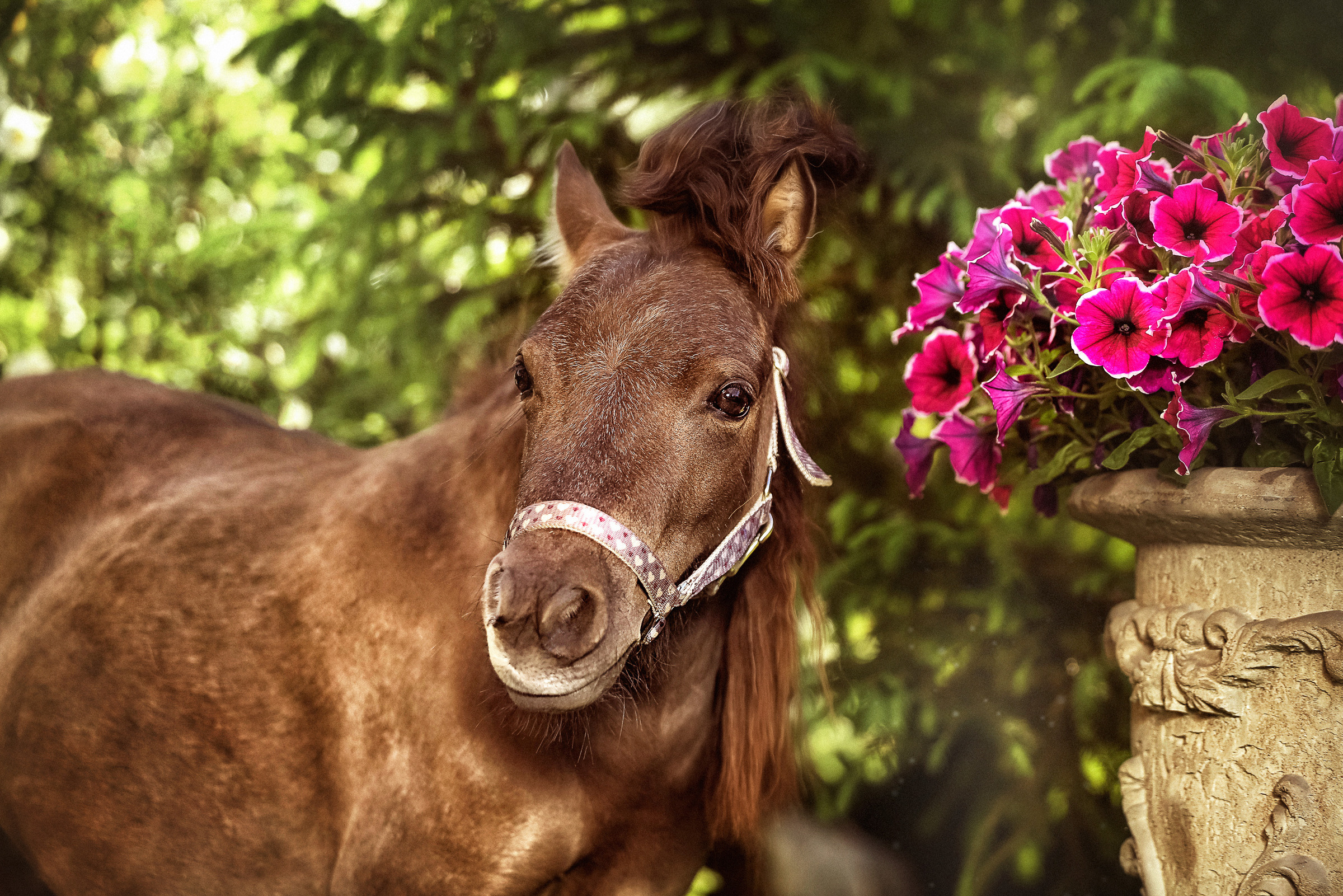 Фотосессия для лошадей. Фотограф женский и мужской портрет Санкт-Петербург