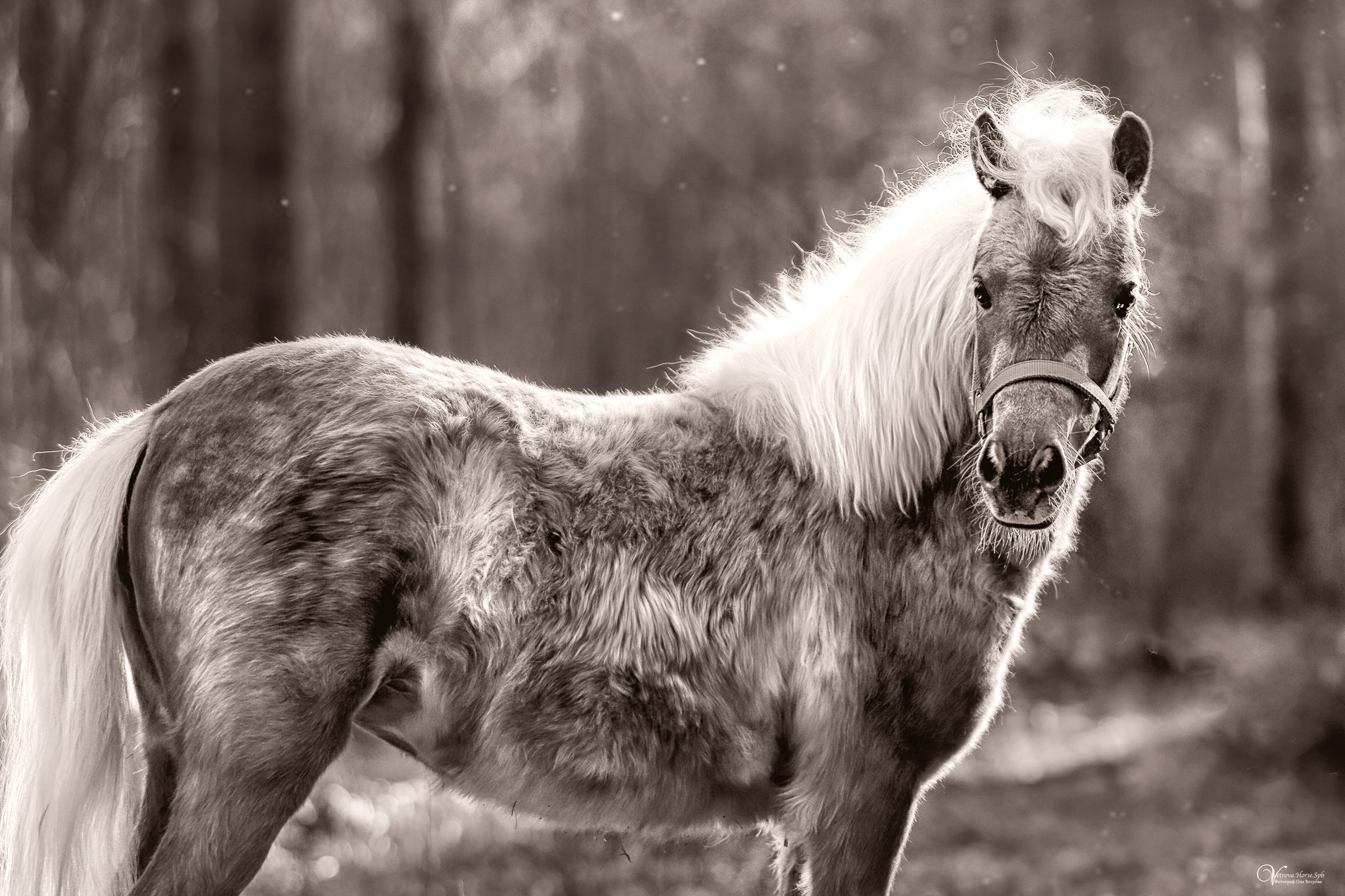 Конная съемка. Фотограф женский и мужской портрет Санкт-Петербург