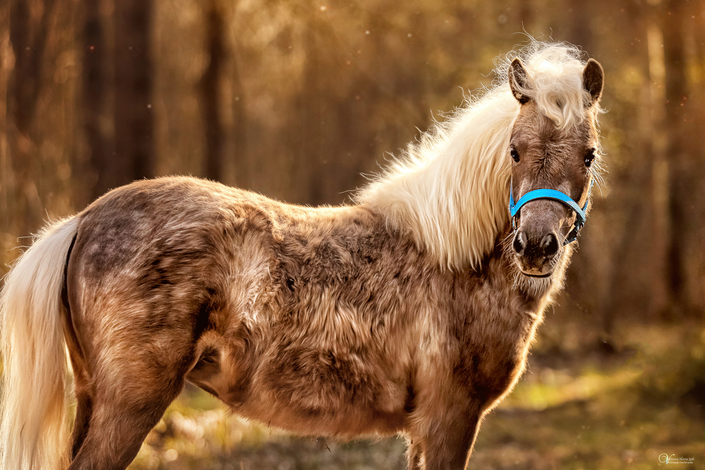 Конная съемка. Фотограф женский и мужской портрет Санкт-Петербург