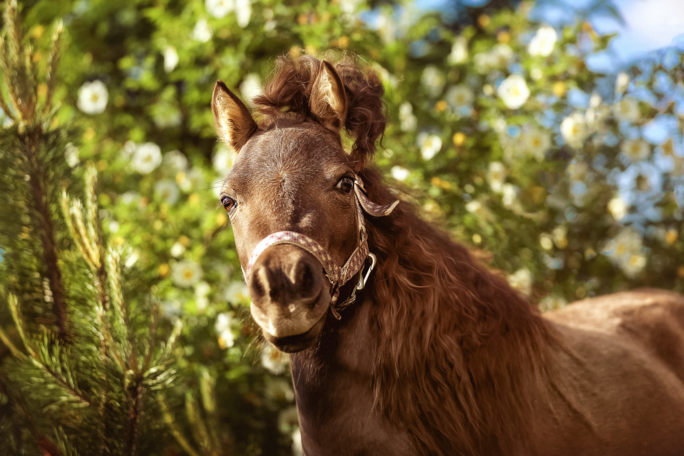 Фотосессия для лошадей. Фотограф женский и мужской портрет Санкт-Петербург