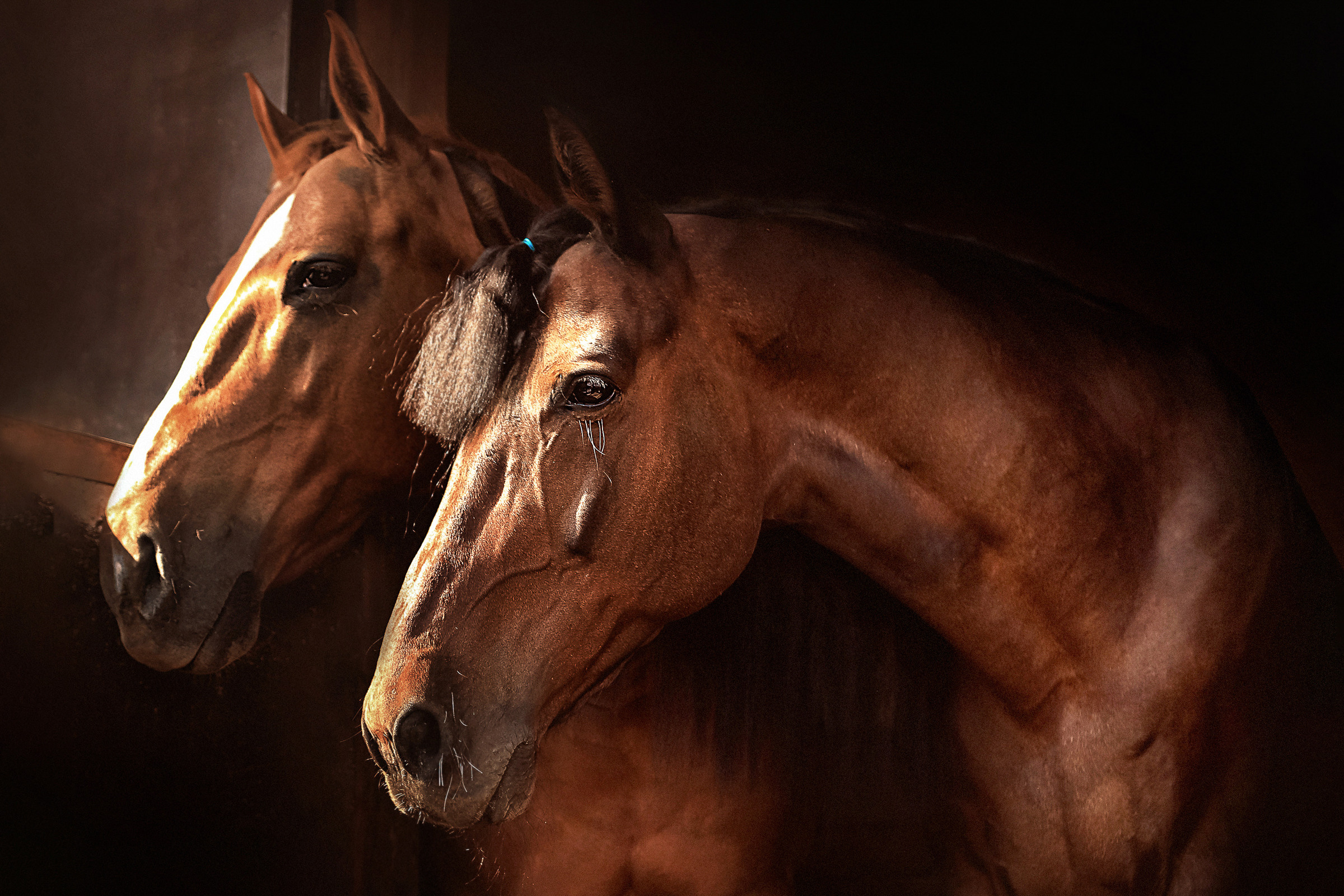 Съемка лошадей. Фотограф женский и мужской портрет Санкт-Петербург