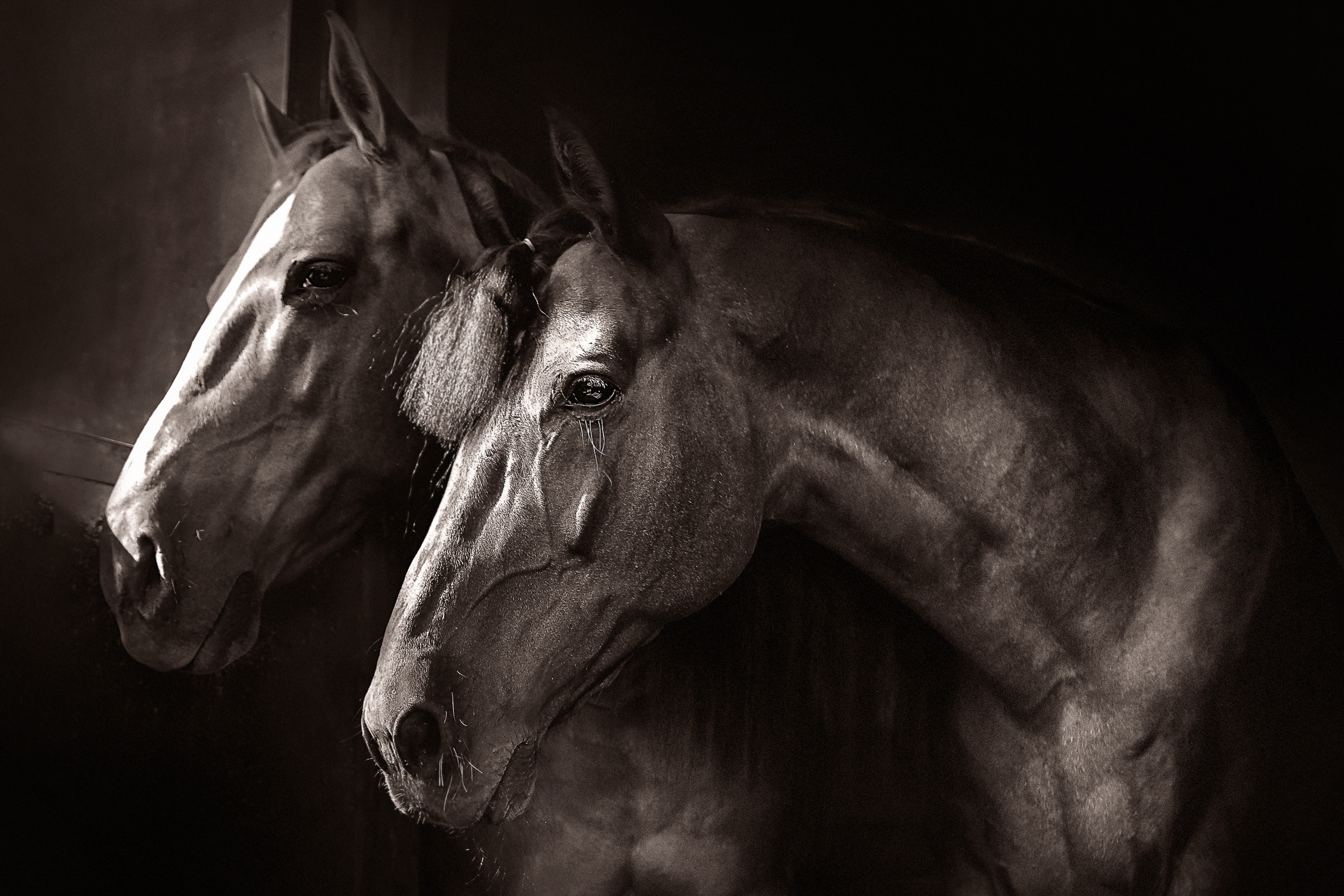 Съемка лошадей. Фотограф женский и мужской портрет Санкт-Петербург