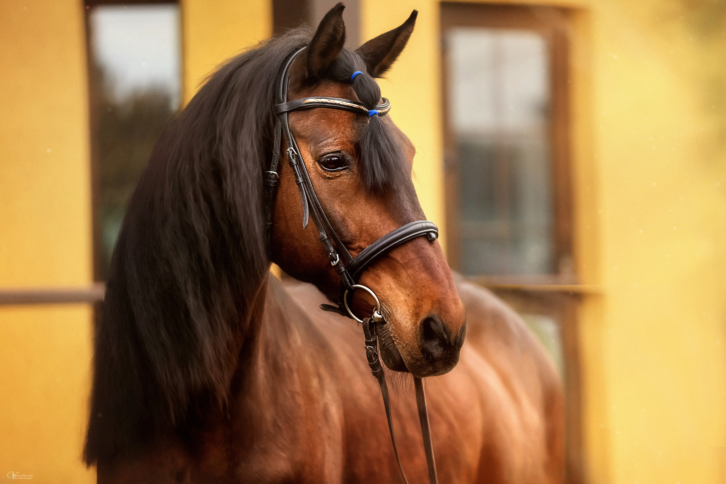 Конная съемка. Фотограф женский и мужской портрет Санкт-Петербург