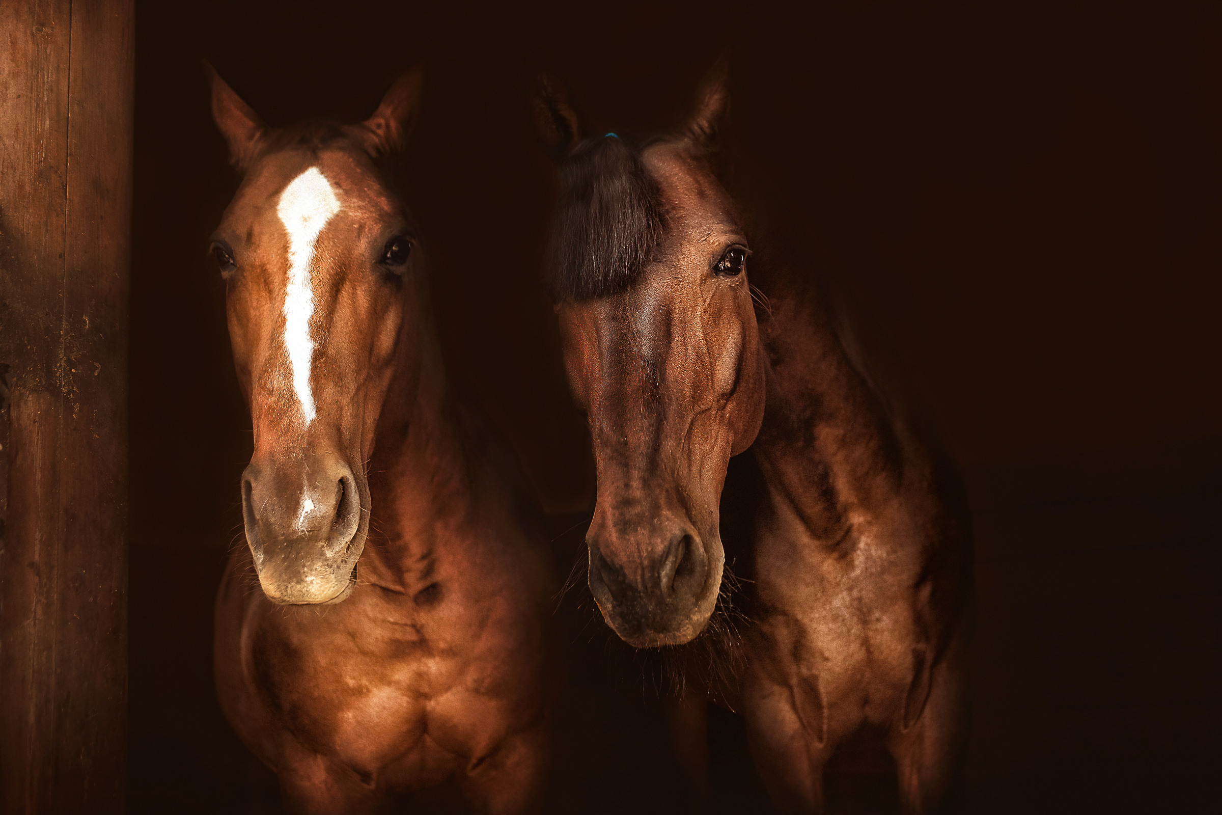 Съемка лошадей. Фотограф женский и мужской портрет Санкт-Петербург