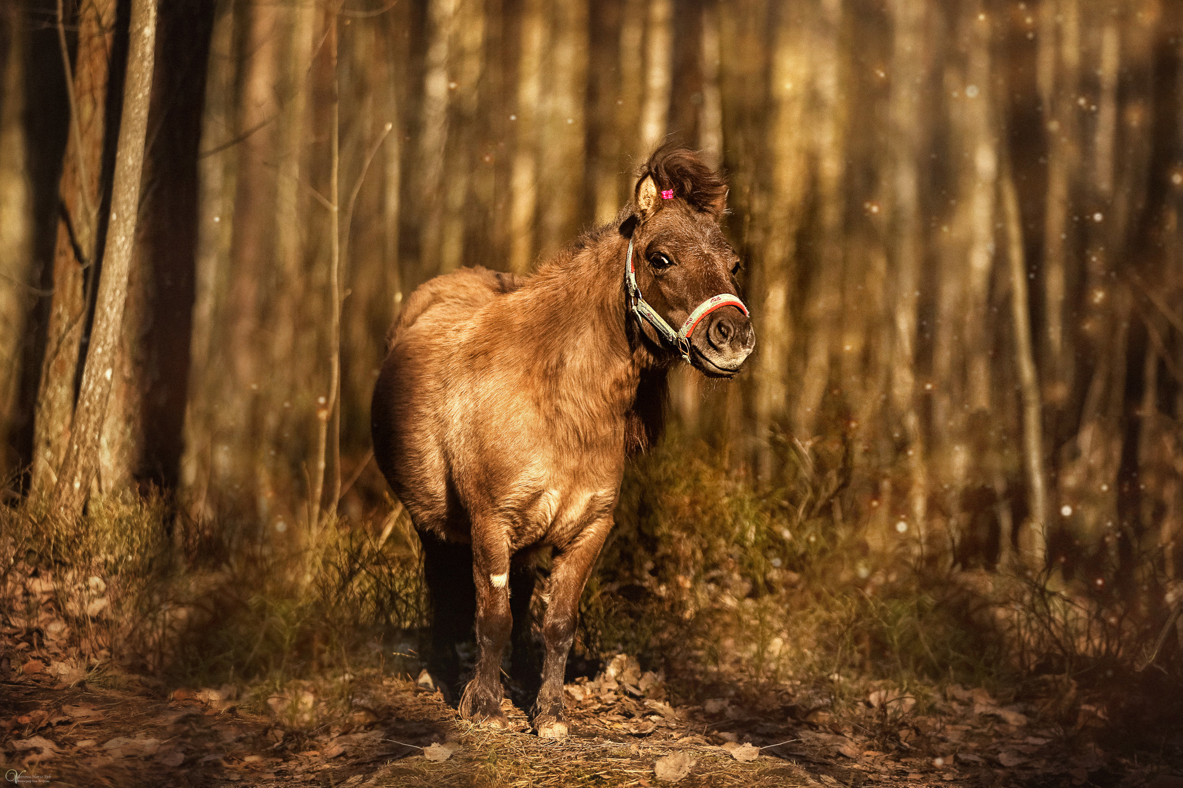 Конная съемка. Фотограф женский и мужской портрет Санкт-Петербург