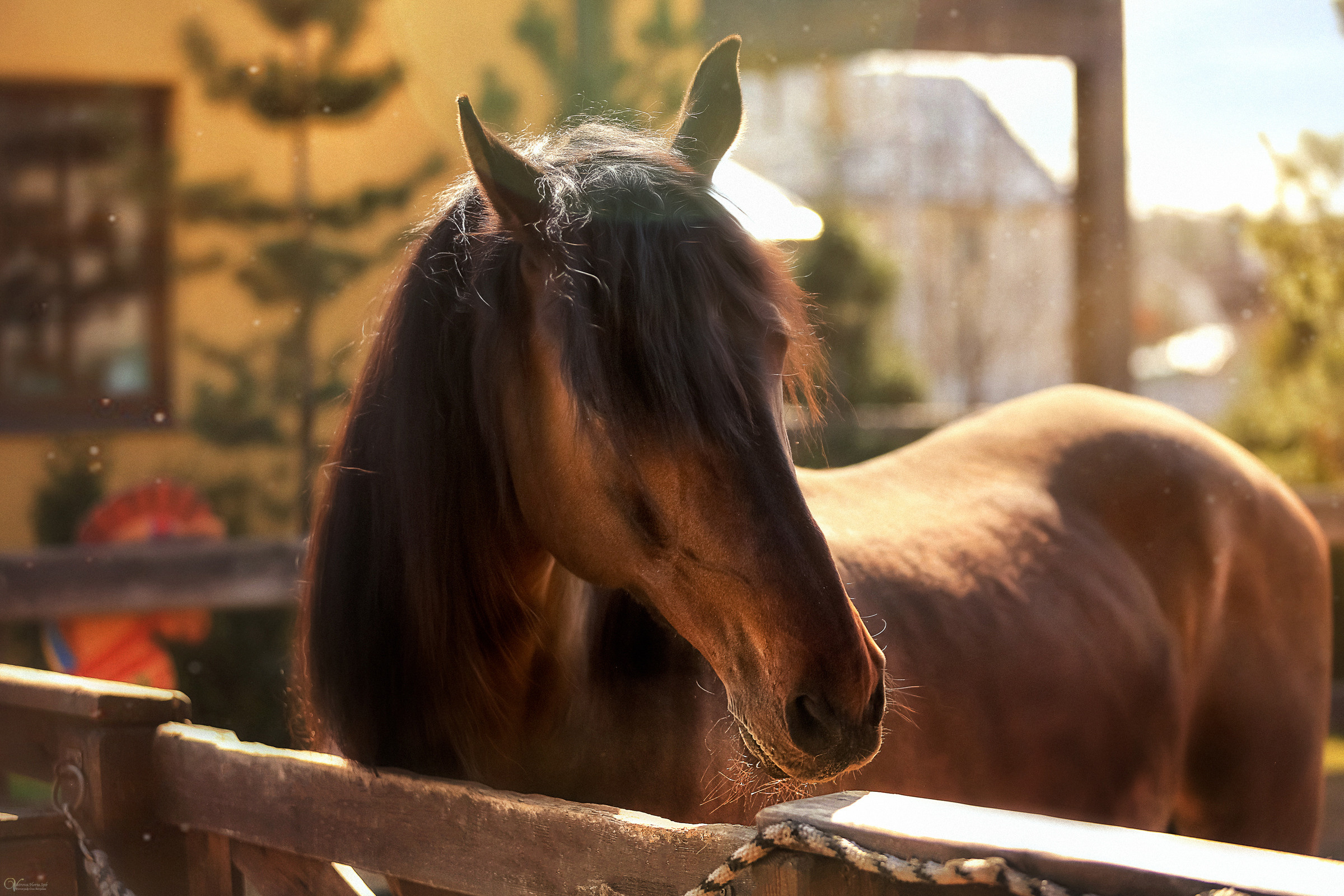 Конная съемка. Фотограф женский и мужской портрет Санкт-Петербург