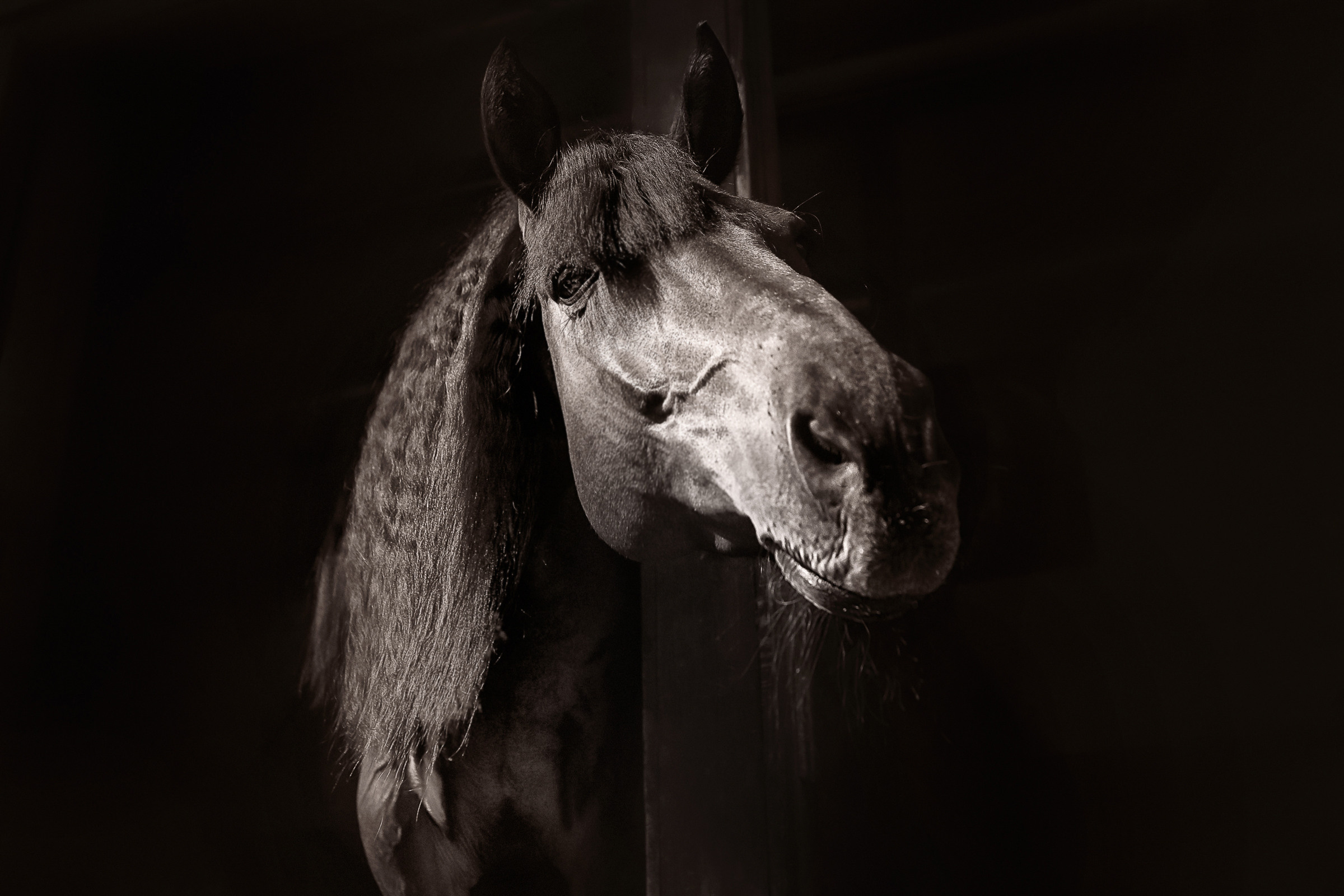 Съемка лошадей. Фотограф женский и мужской портрет Санкт-Петербург