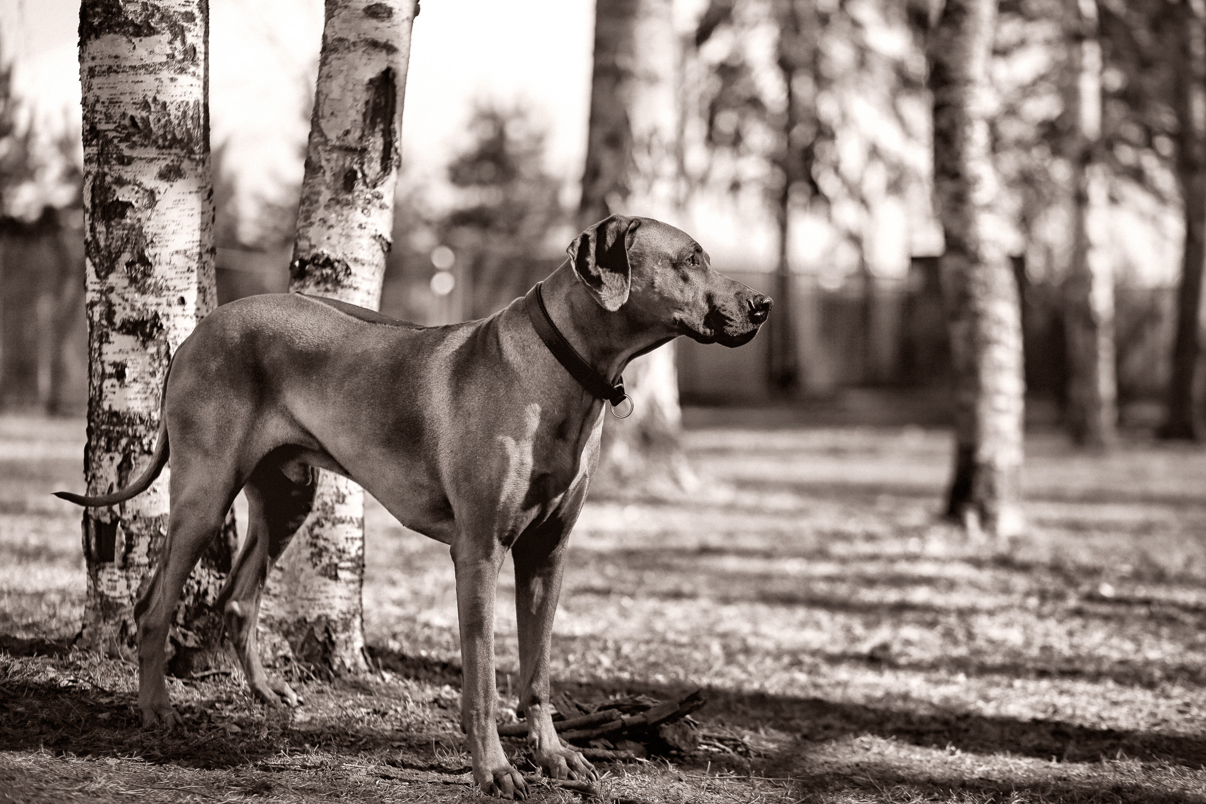 Фотосессия собаки СПб. Фотограф женский и мужской портрет Санкт-Петербург