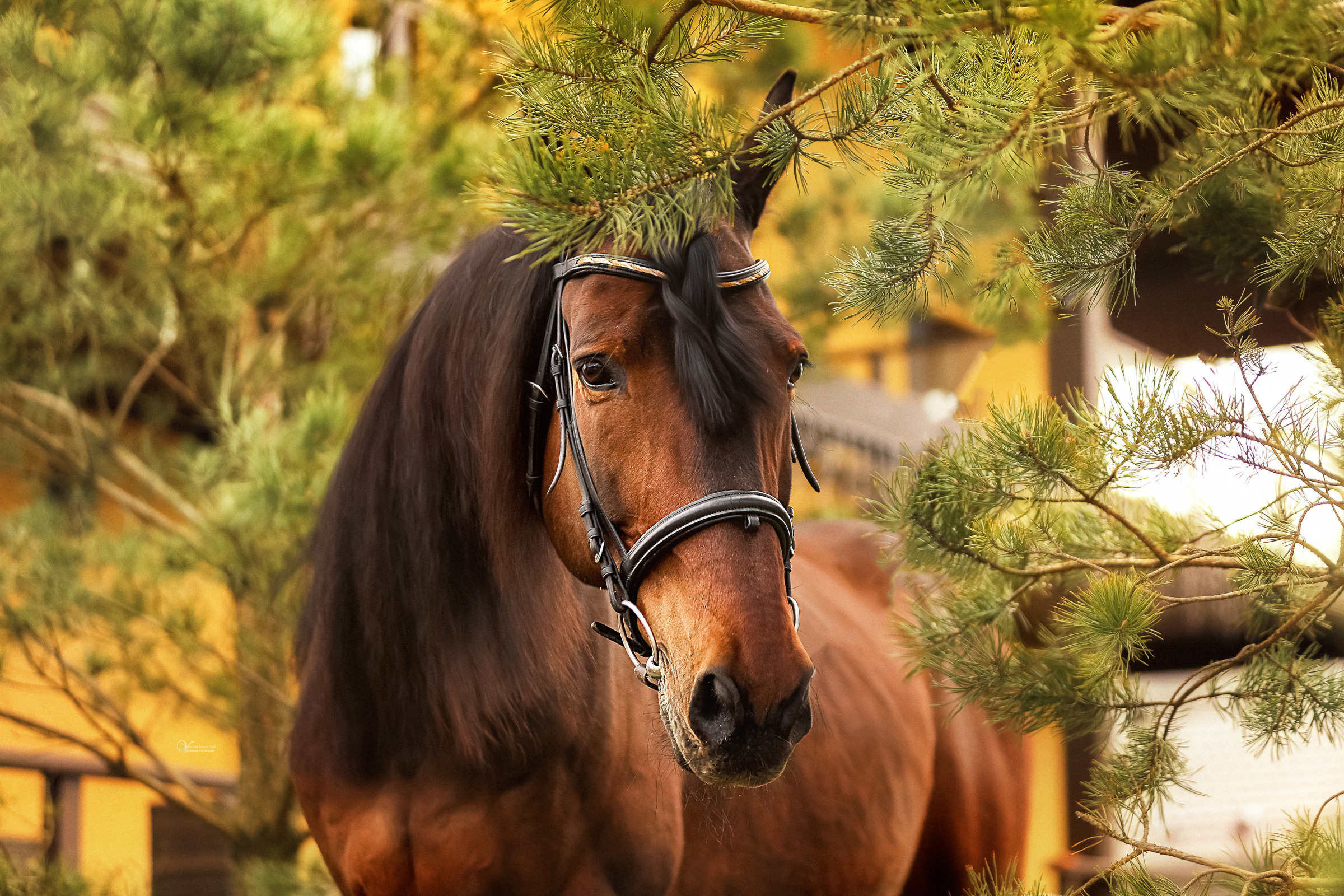 Конная съемка. Фотограф женский и мужской портрет Санкт-Петербург